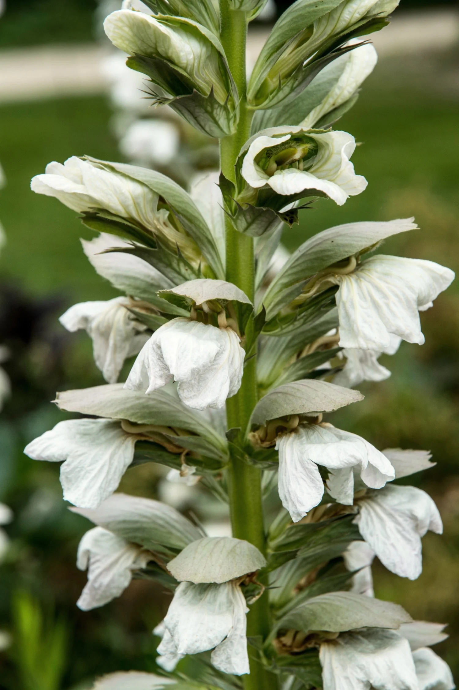 Acanthus mollis 'Rue Ledan'