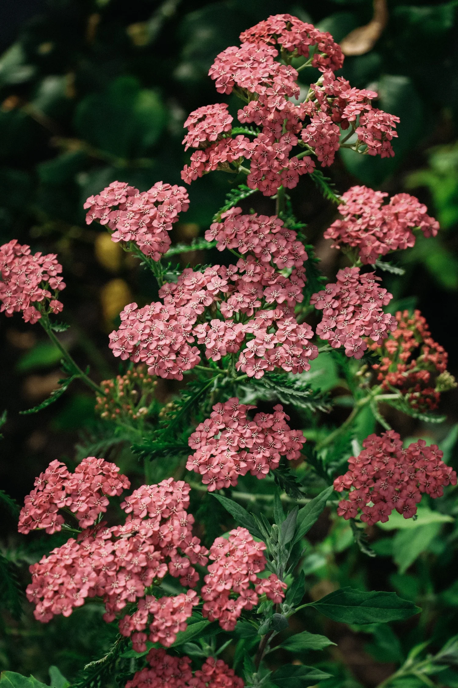 Achillea millefolium 'Apricot Delight'