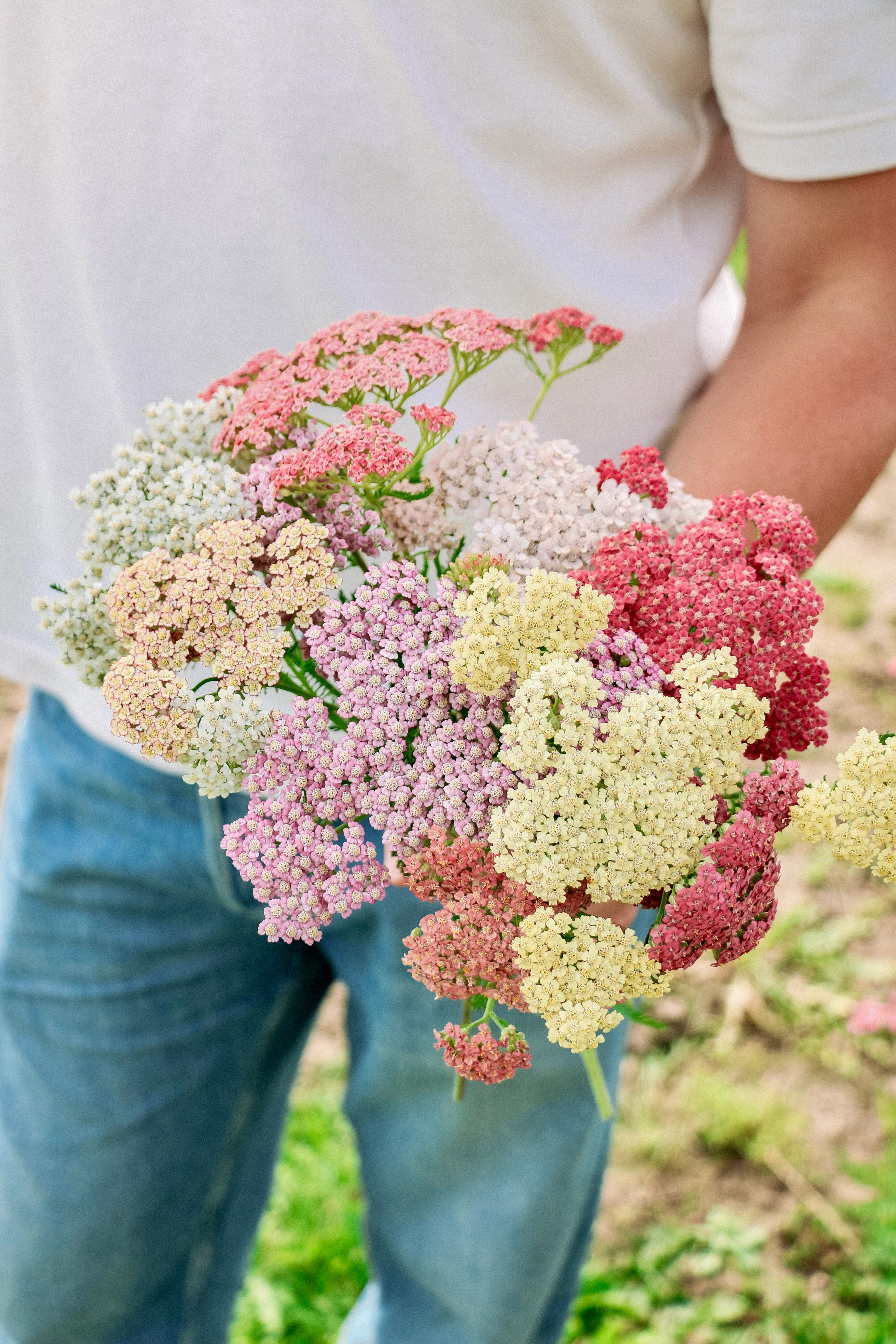 Achillea millefolium 'Colorado Mixture'