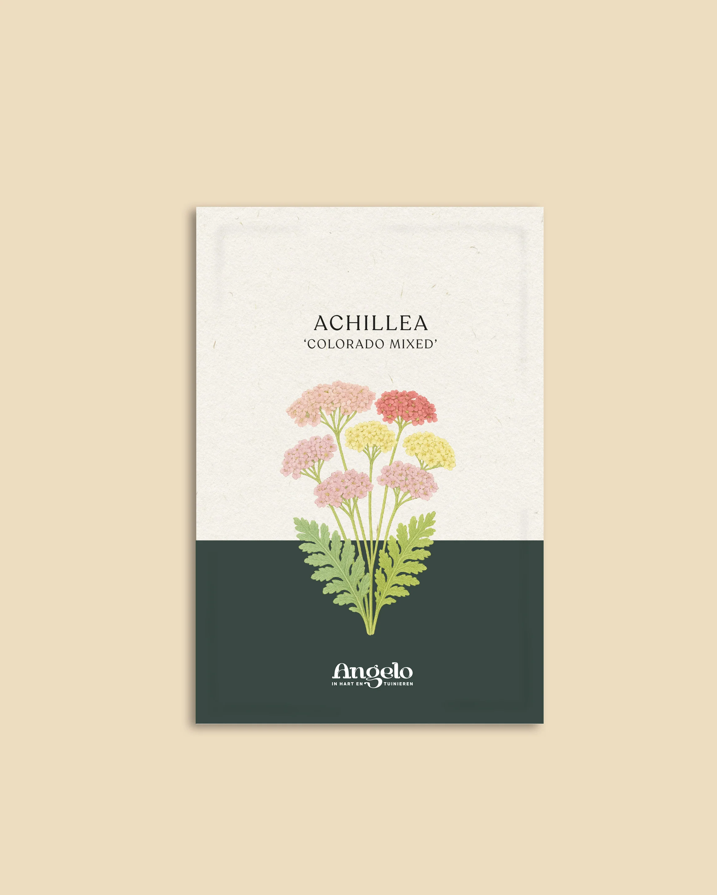 Achillea millefolium 'Colorado Mixture' - Image 2