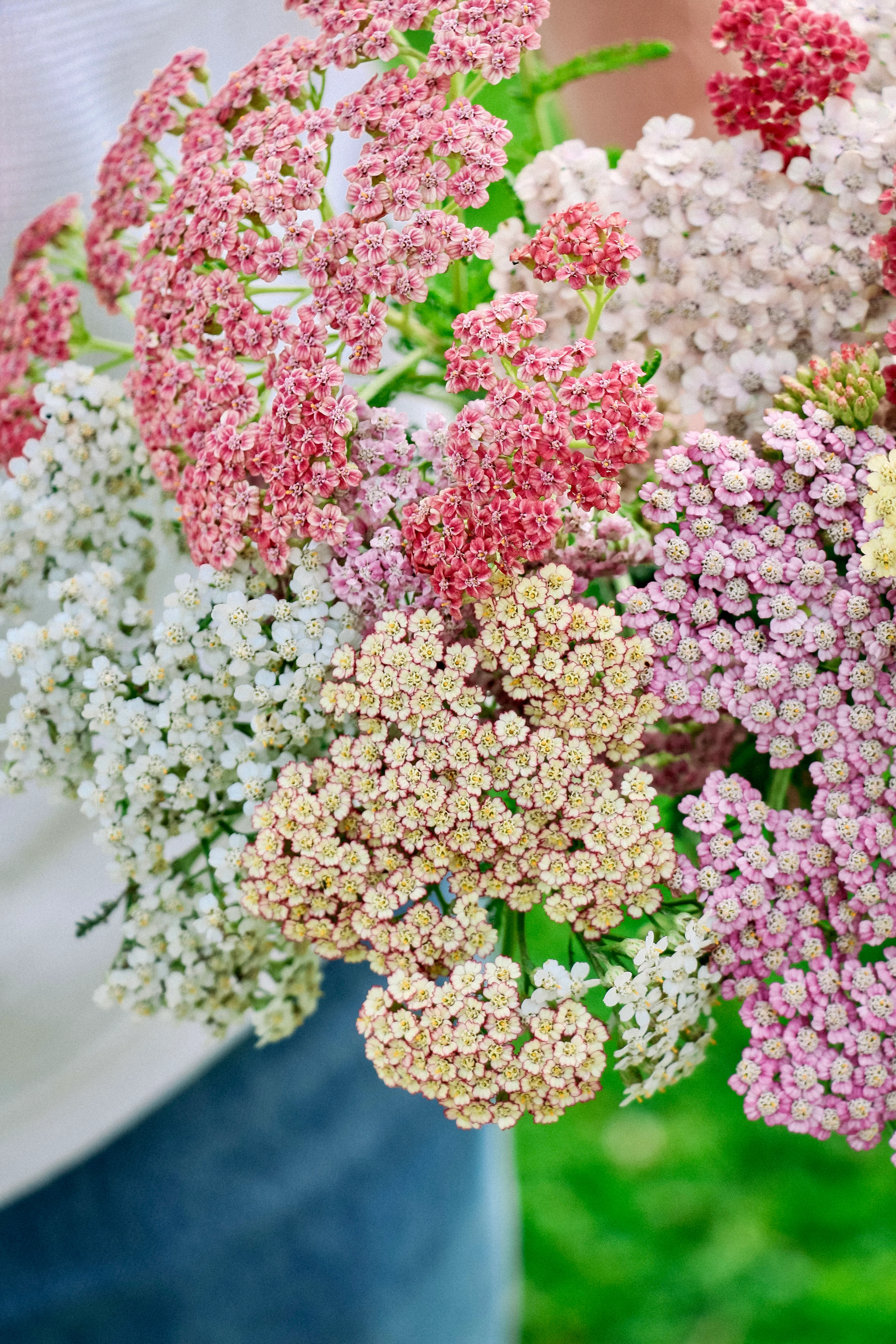 Achillea millefolium 'Colorado Mixture' - Image 3