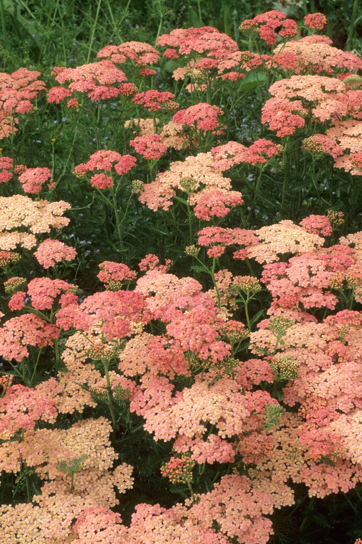 Achillea millefolium 'Lachsschönheit'