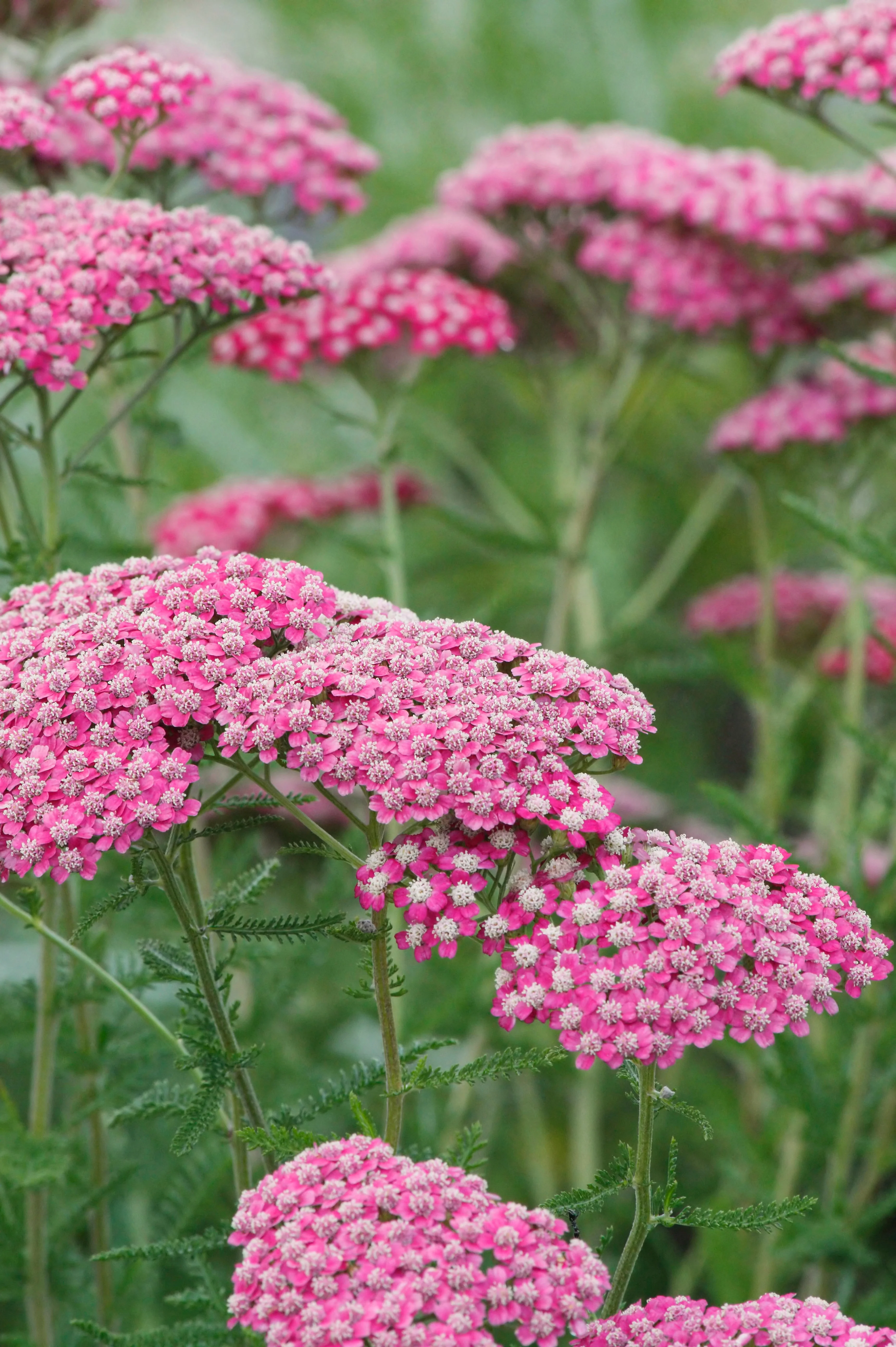 Achillea millefolium 'Summerwine'