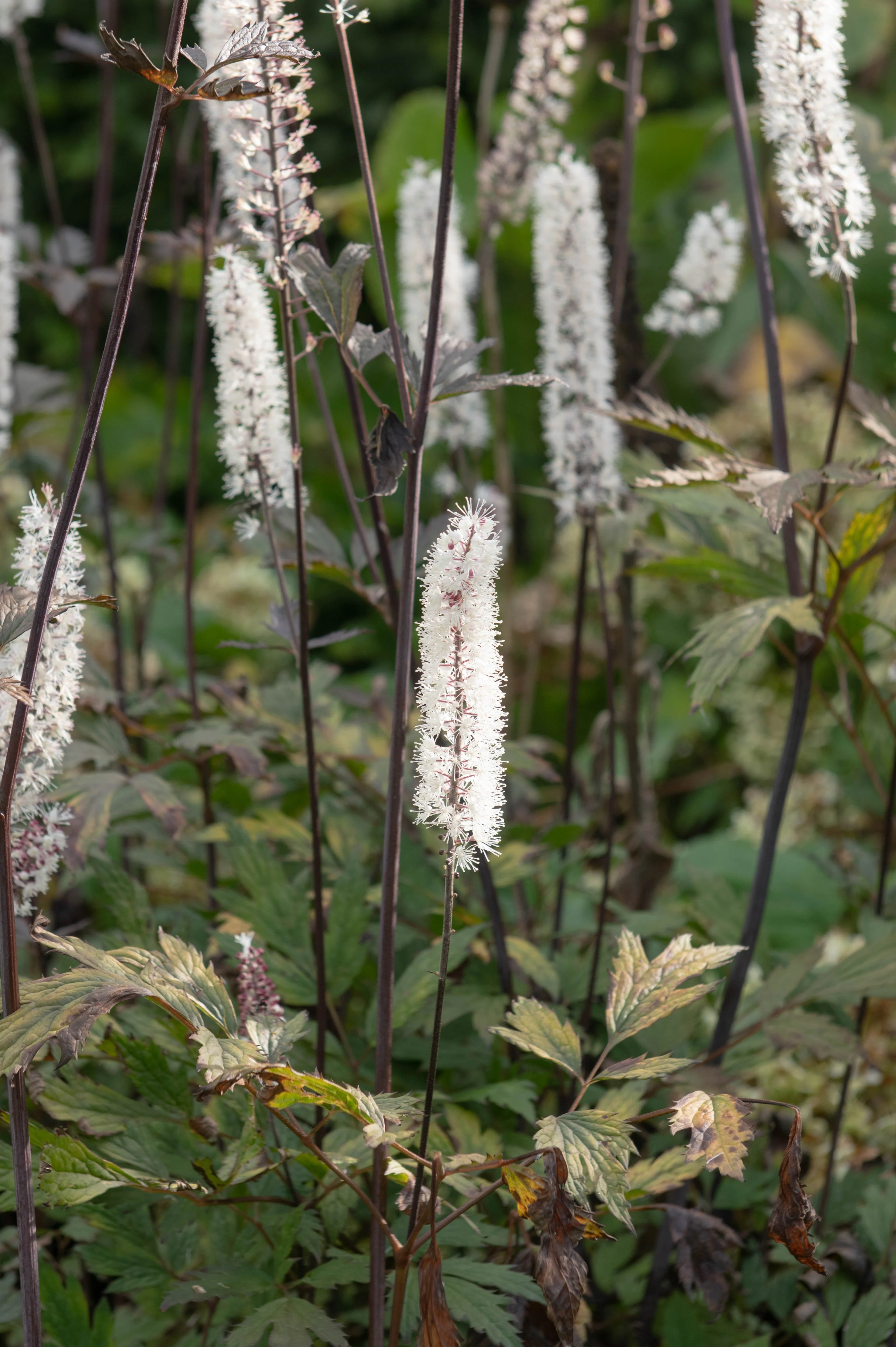 Actaea simplex 'Atropurpurea'