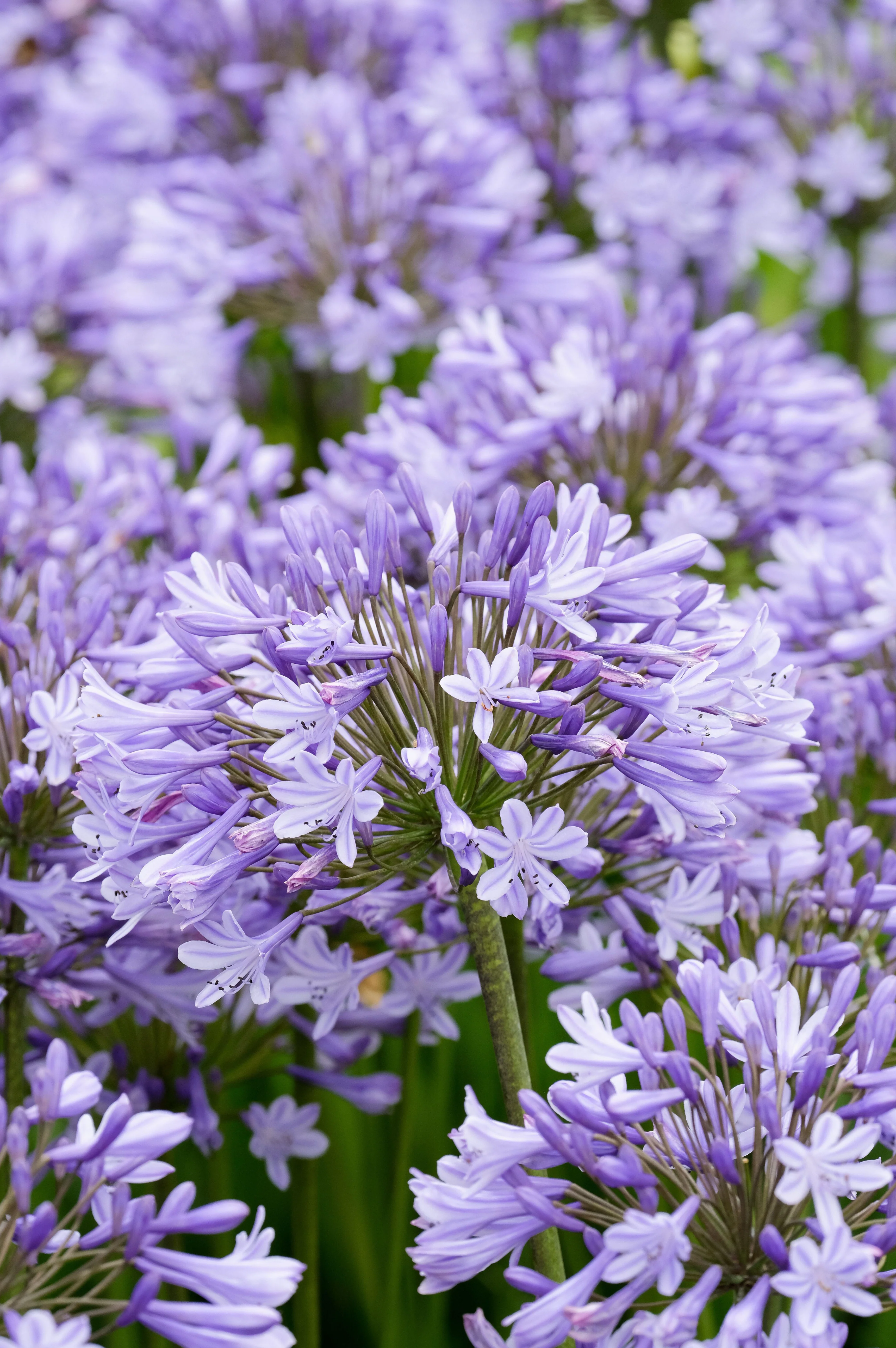 Agapanthus 'Dr Brouwer'