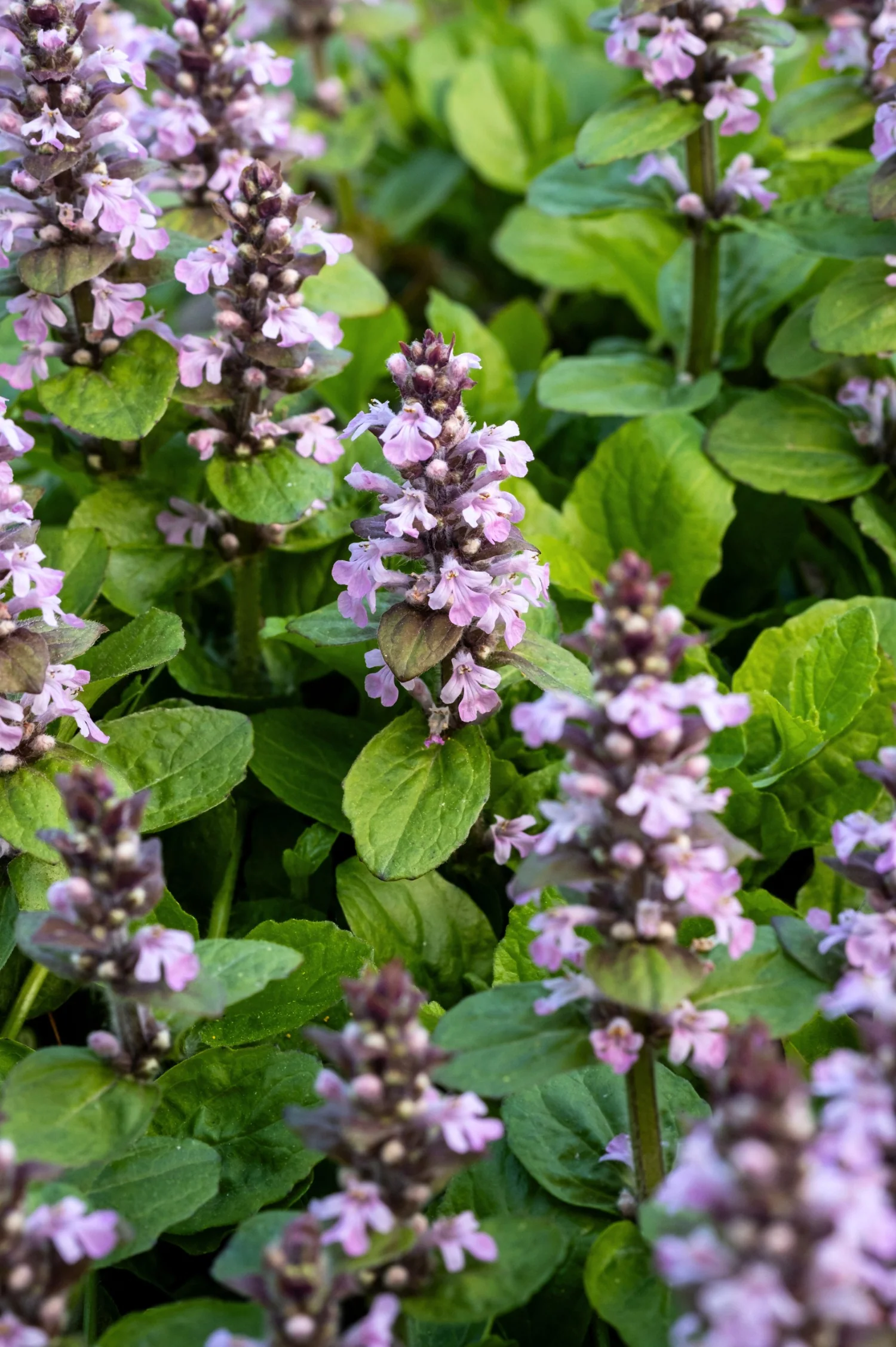 Ajuga reptans 'Rosea'