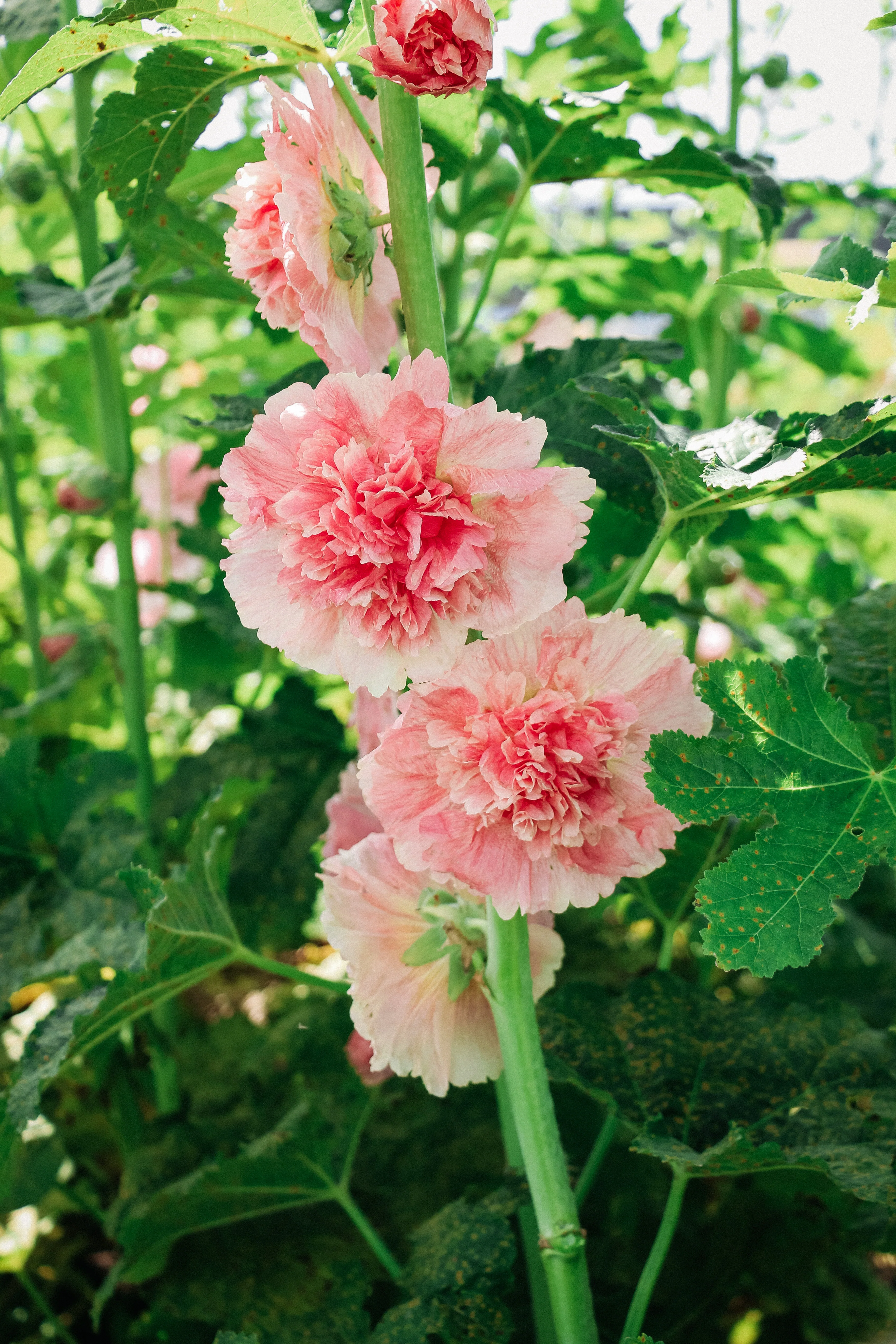 Alcea rosea 'chater’s salmon pink'
