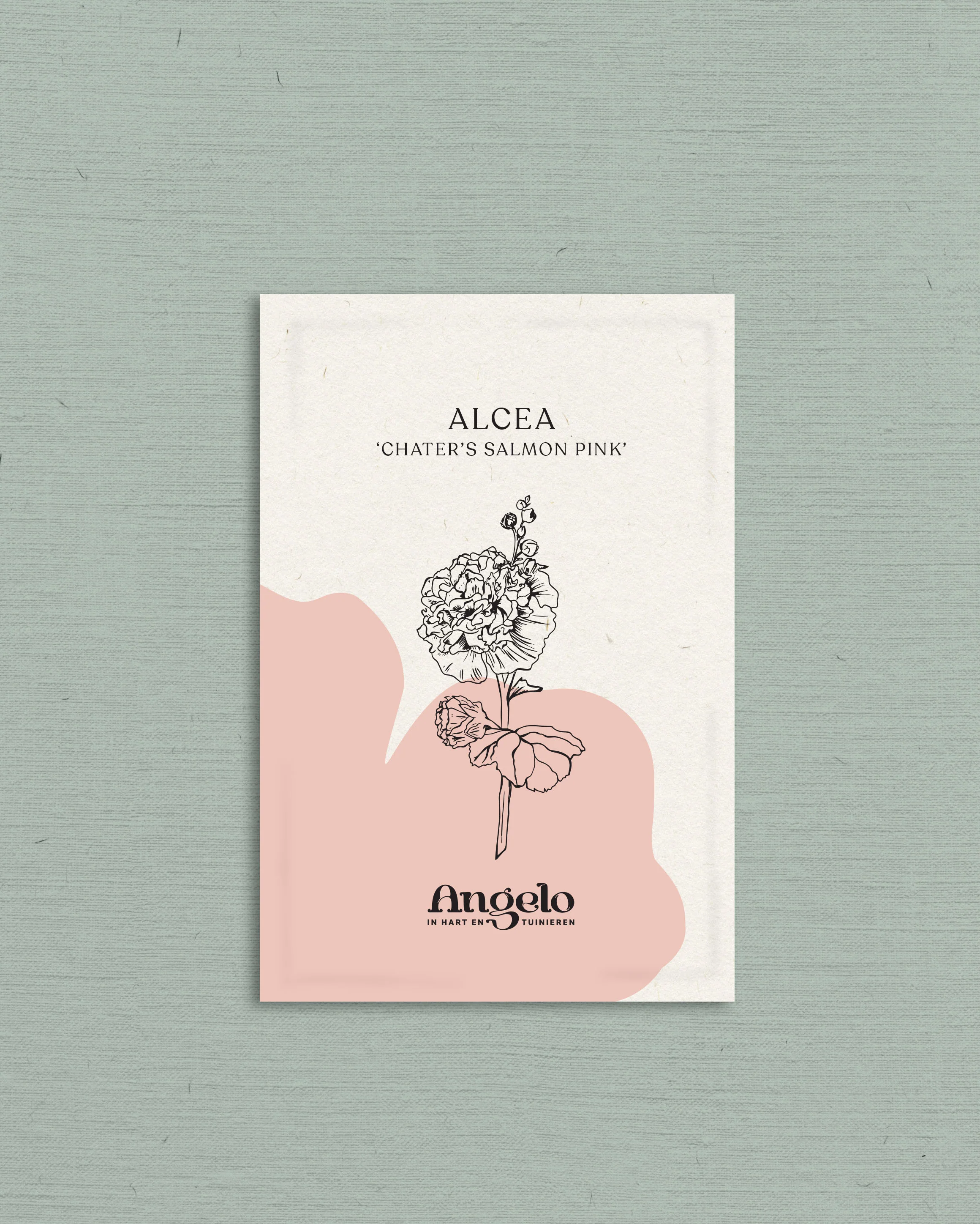 Alcea rosea 'chater’s salmon pink' - Image 2