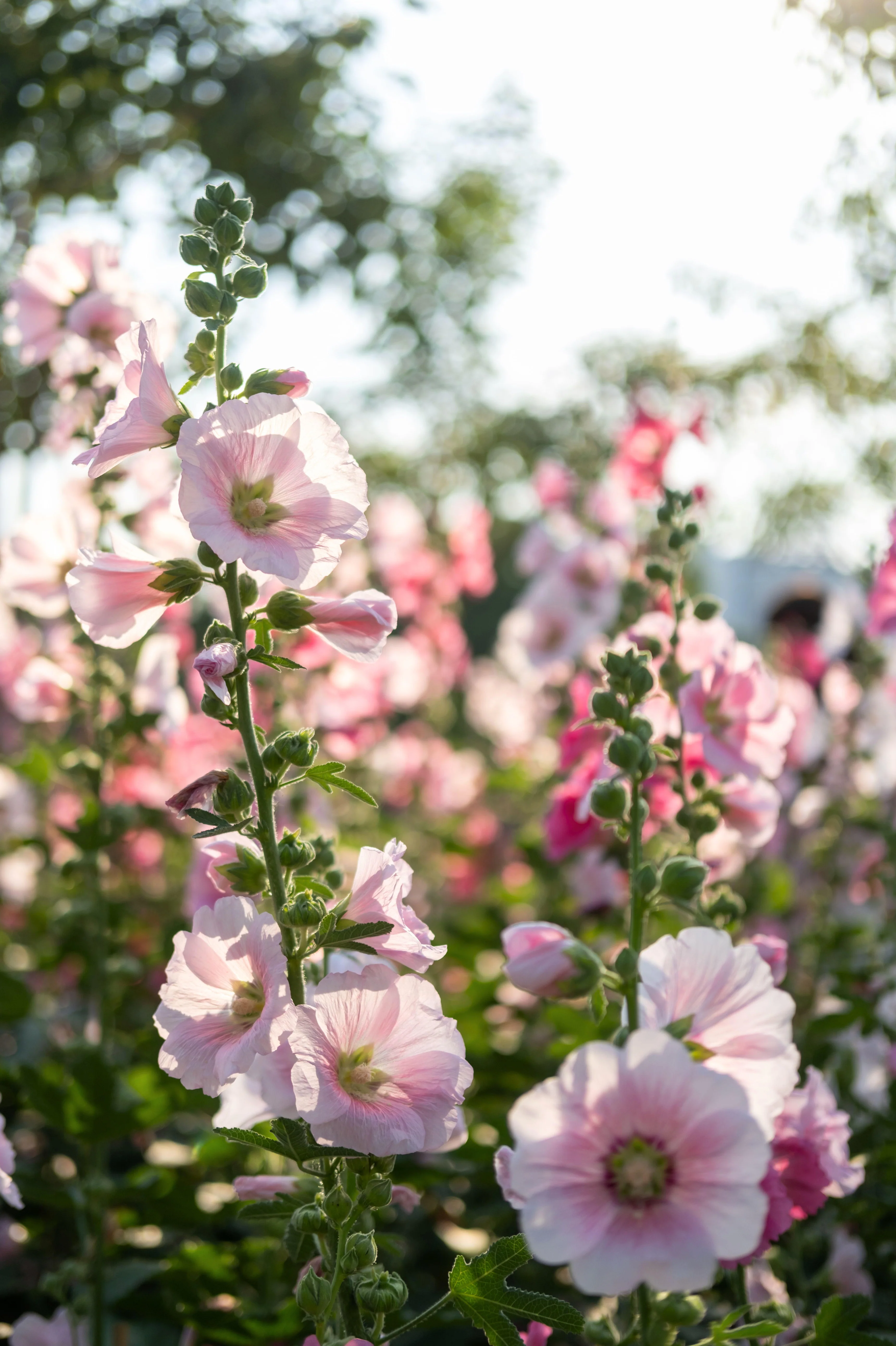 Alcea rosea 'mix'