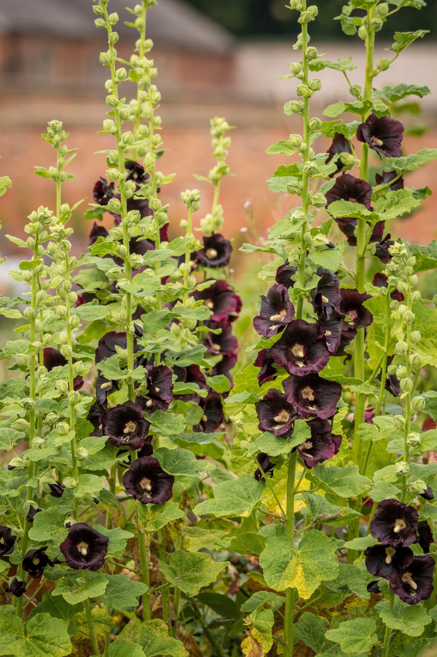 Alcea rosea 'Nigra'
