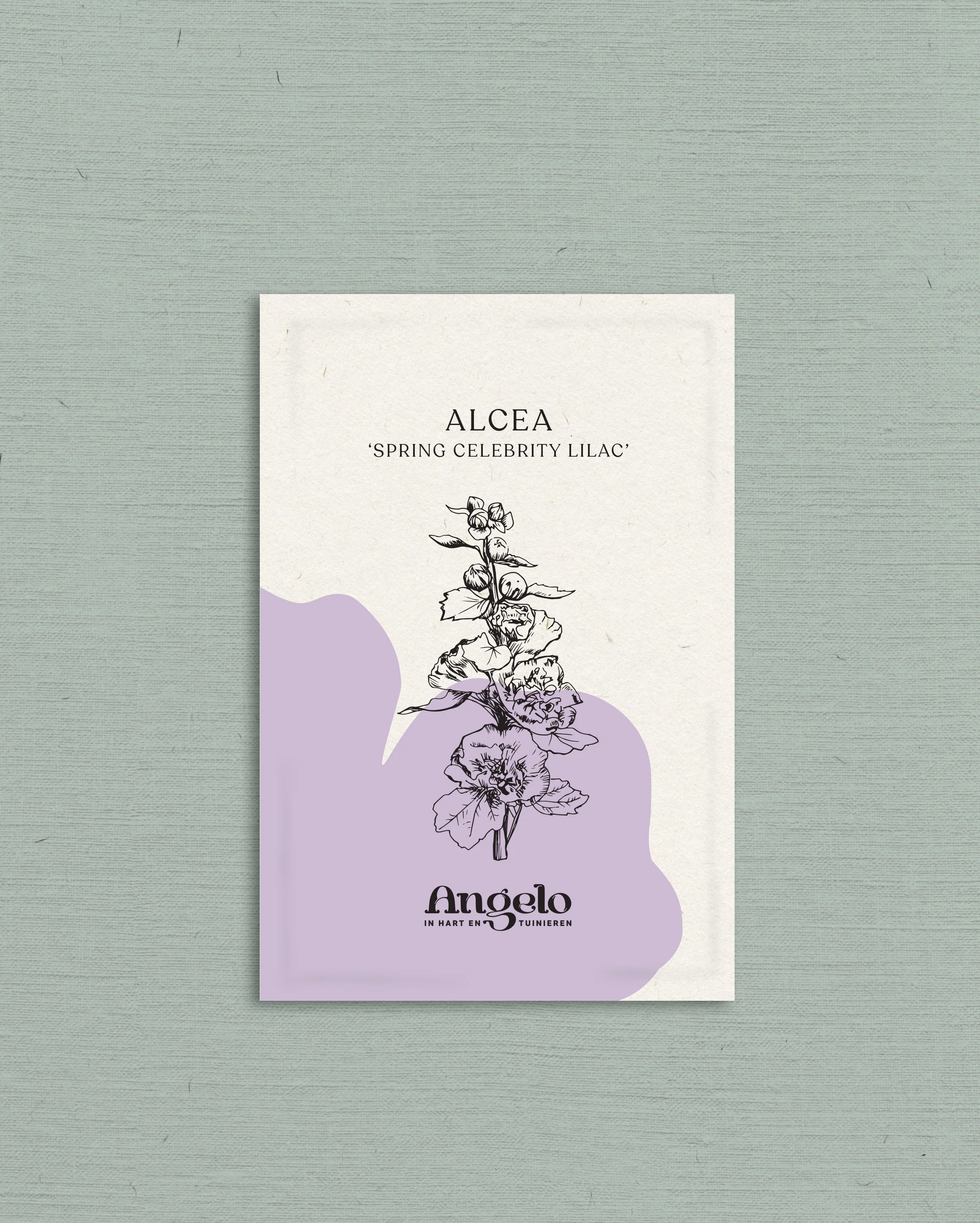 Alcea rosea 'spring celebrity lilac' - Image 2