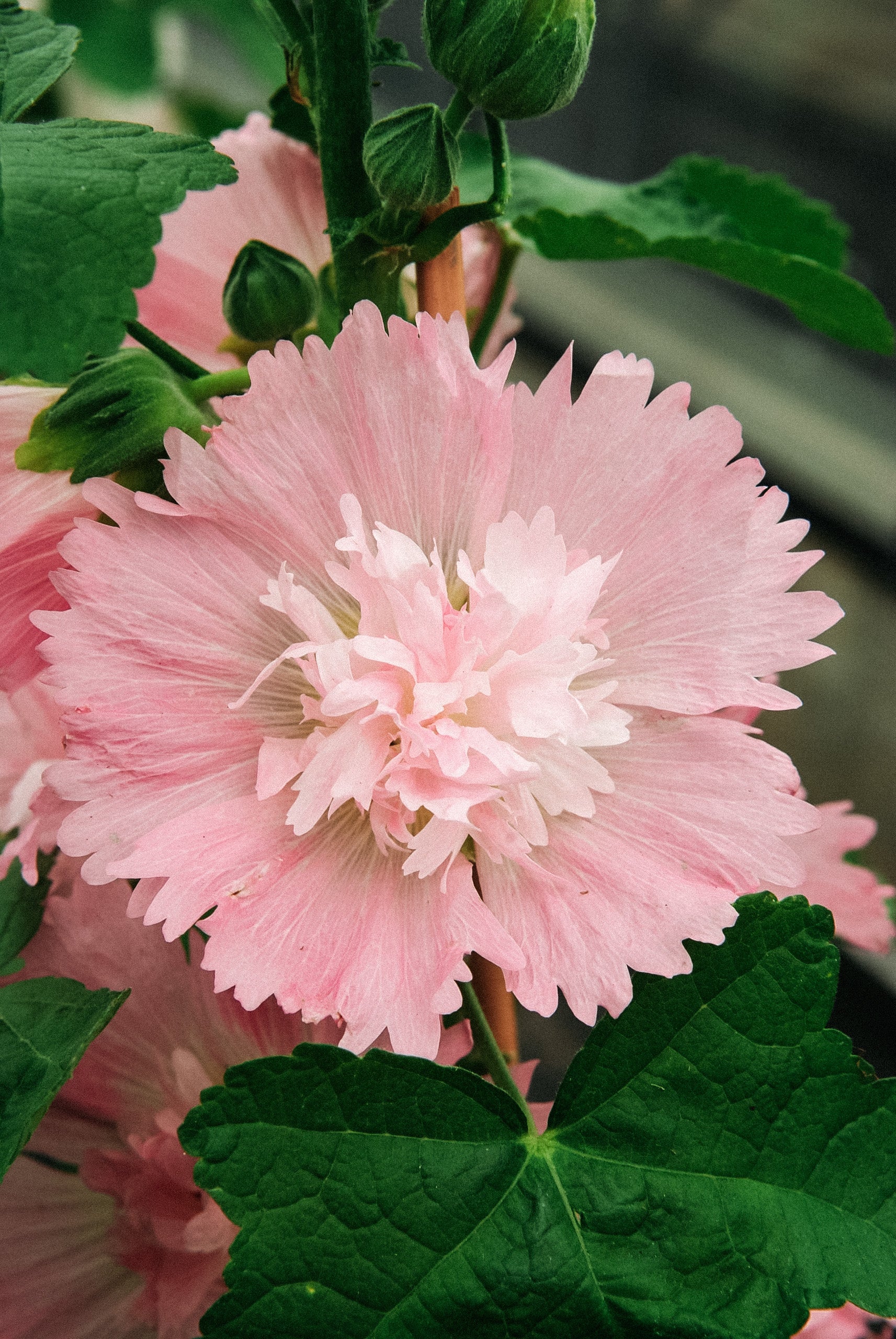 Alcea rosea 'spring celebrity pink'