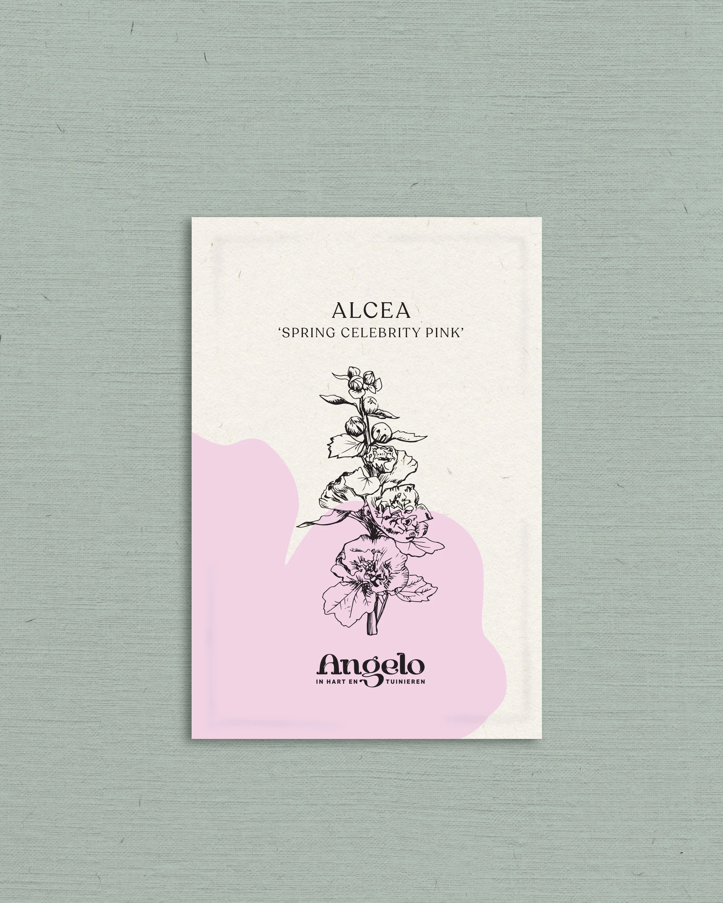 Alcea rosea 'spring celebrity pink' - Image 2