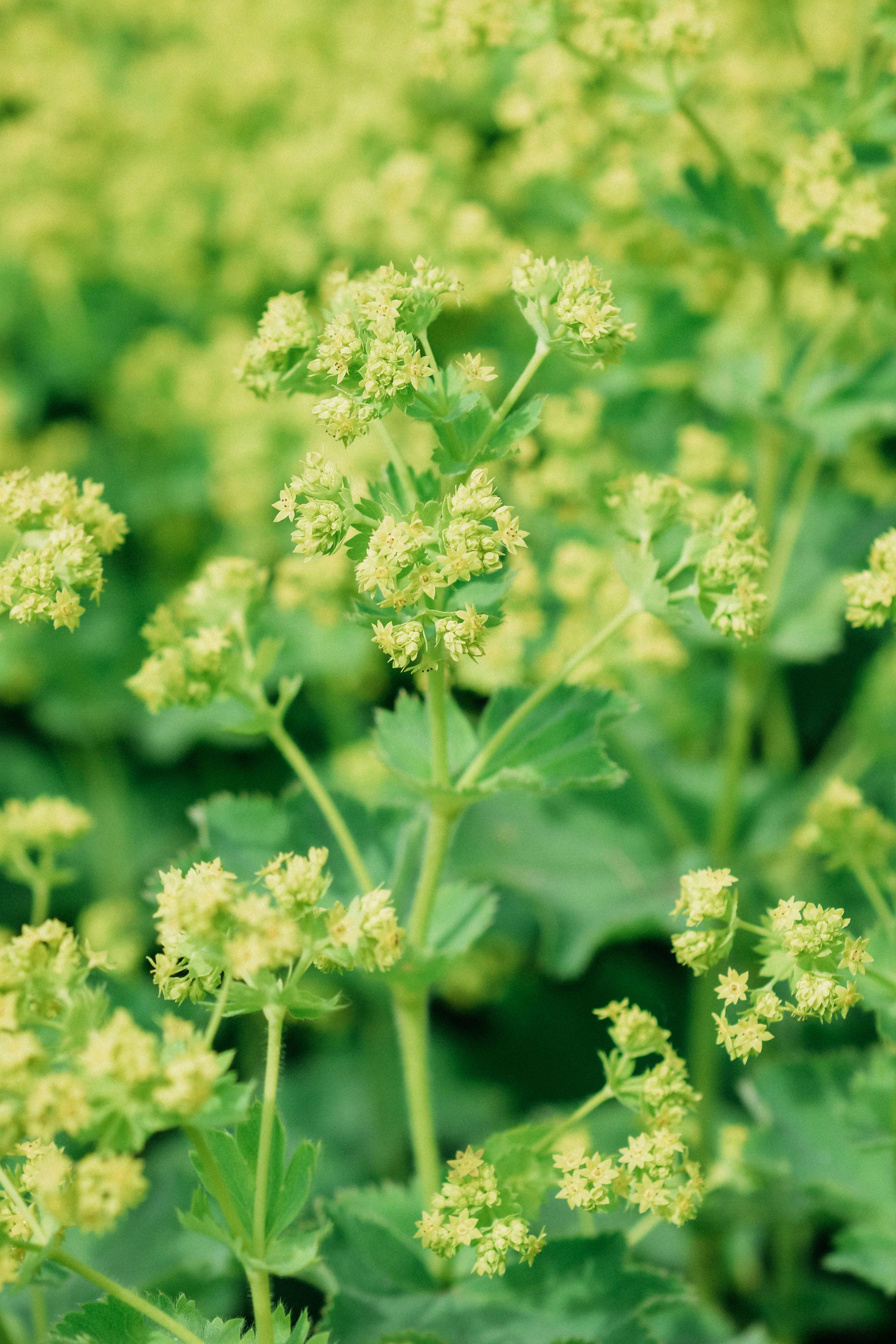 Alchemilla mollis 'thriller' - Image 3