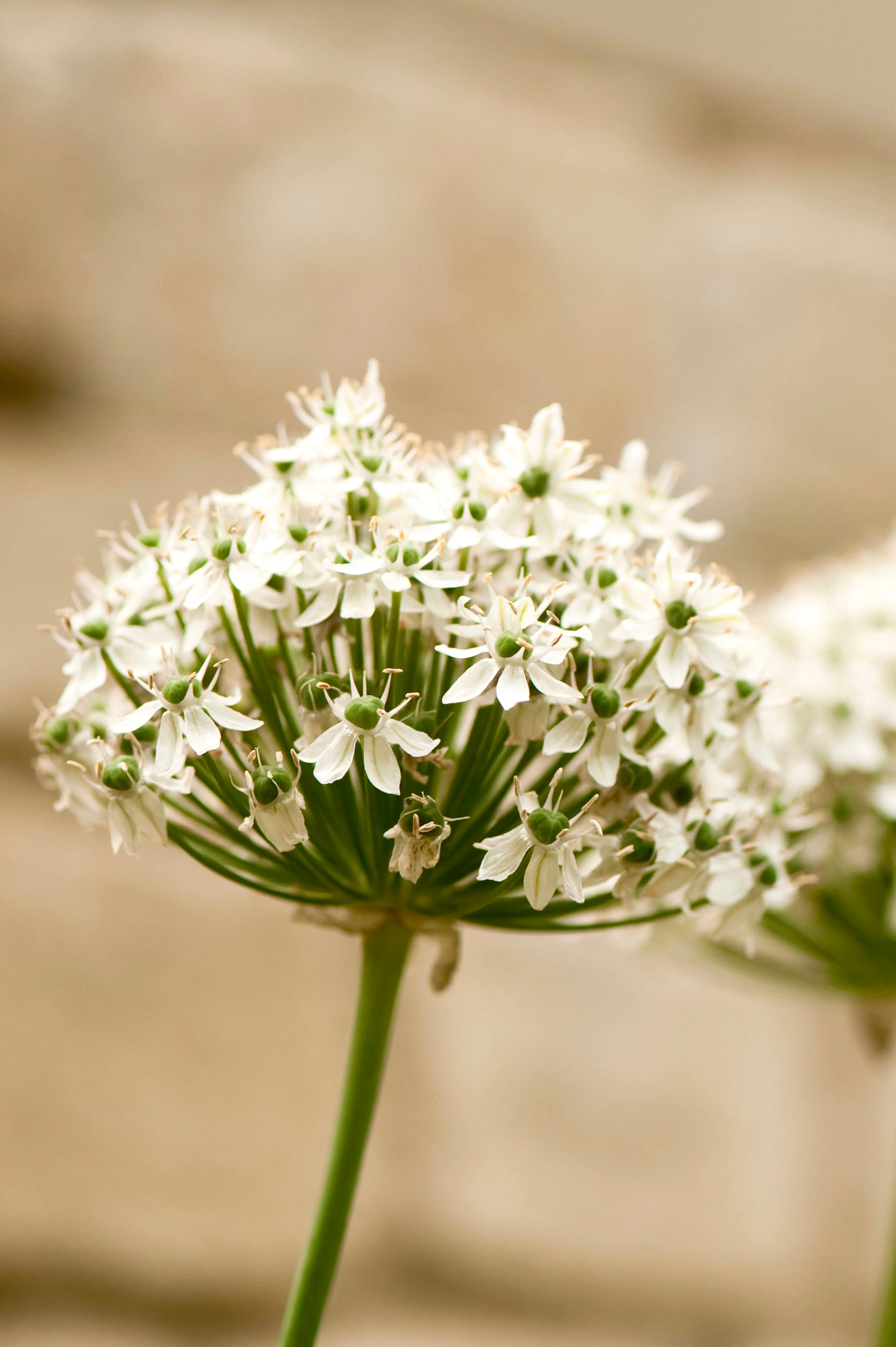 Allium nigrum BIO