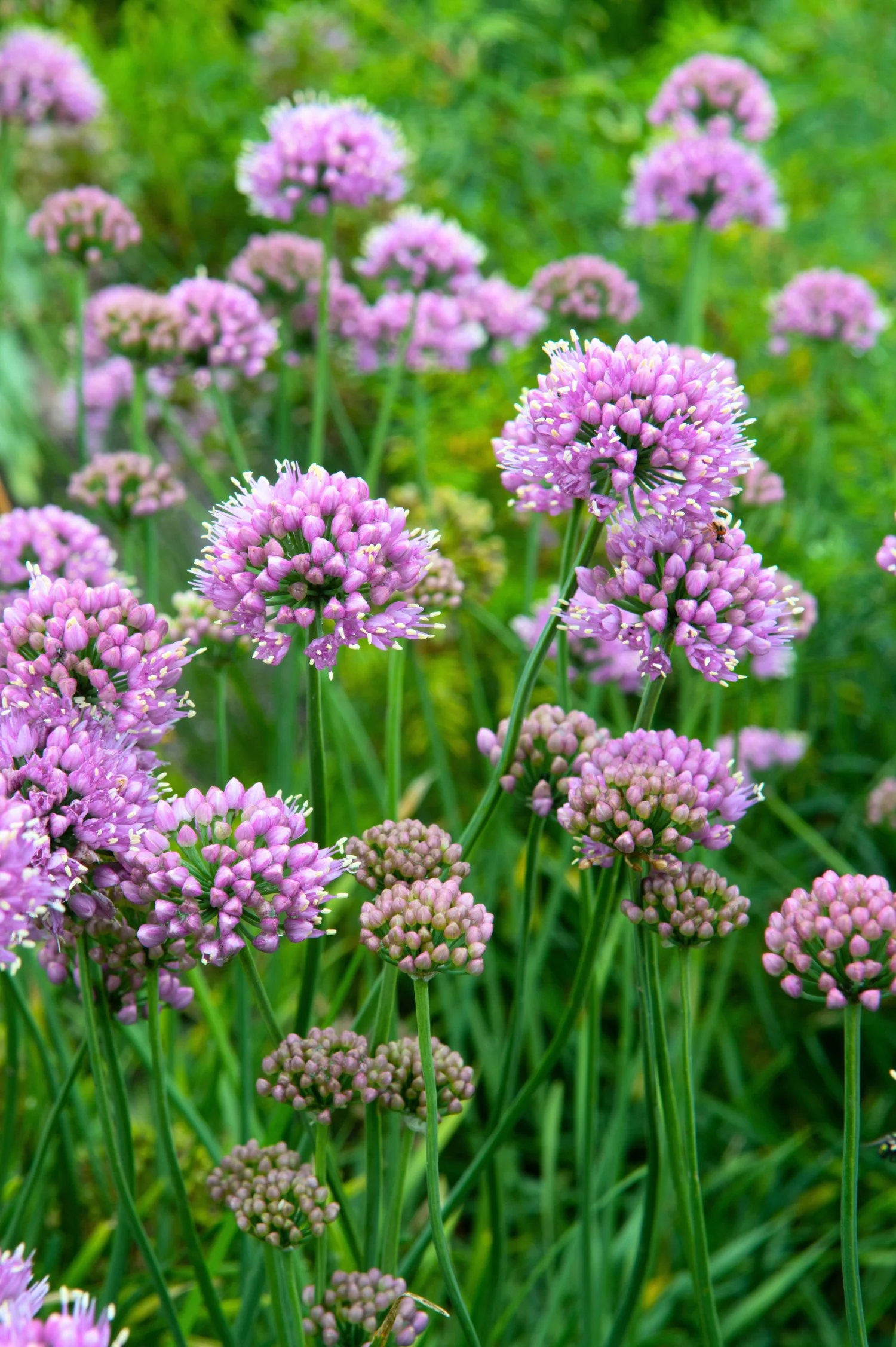 Allium senescens 'Lisa Blue'