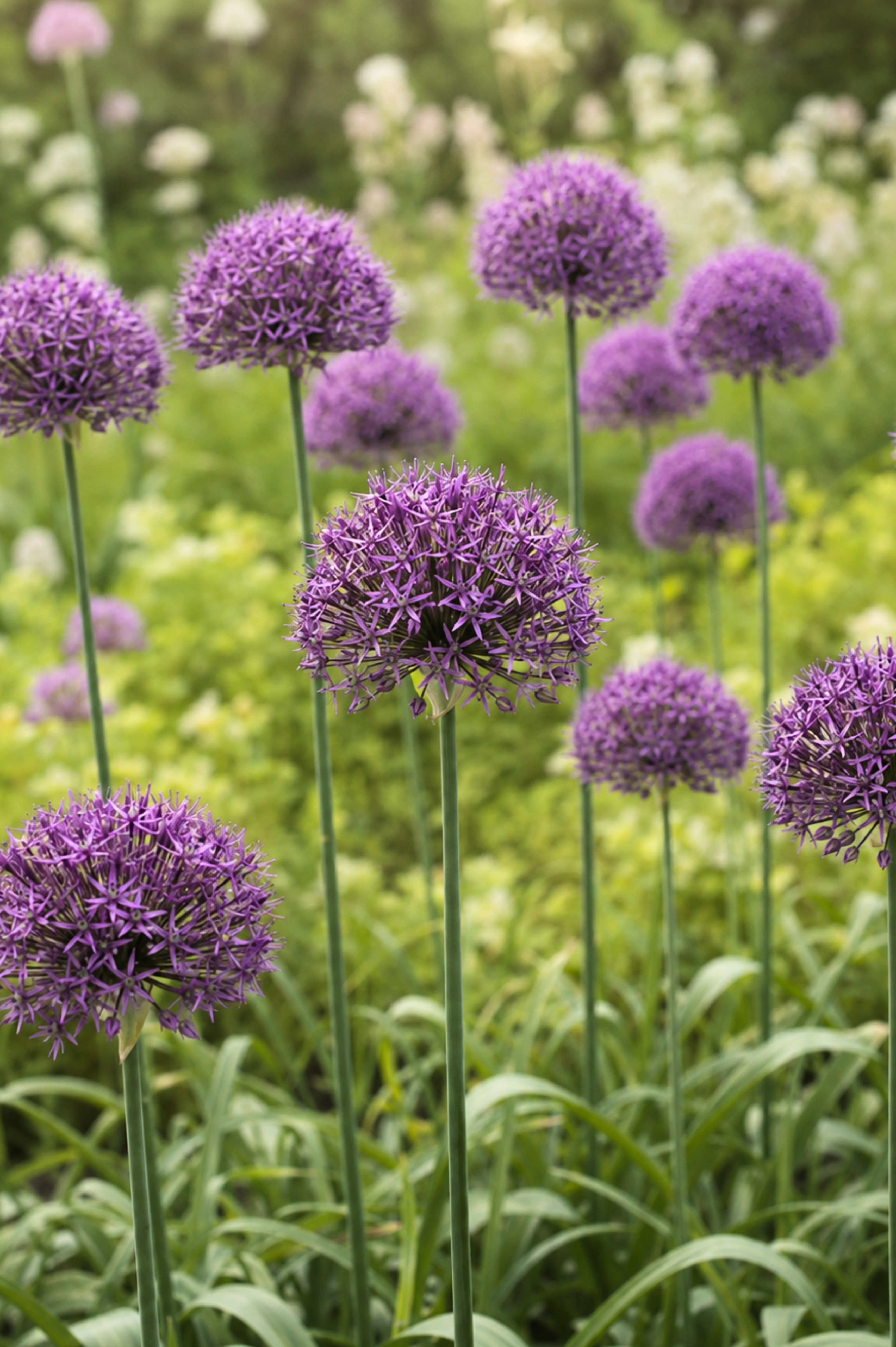 bio producten