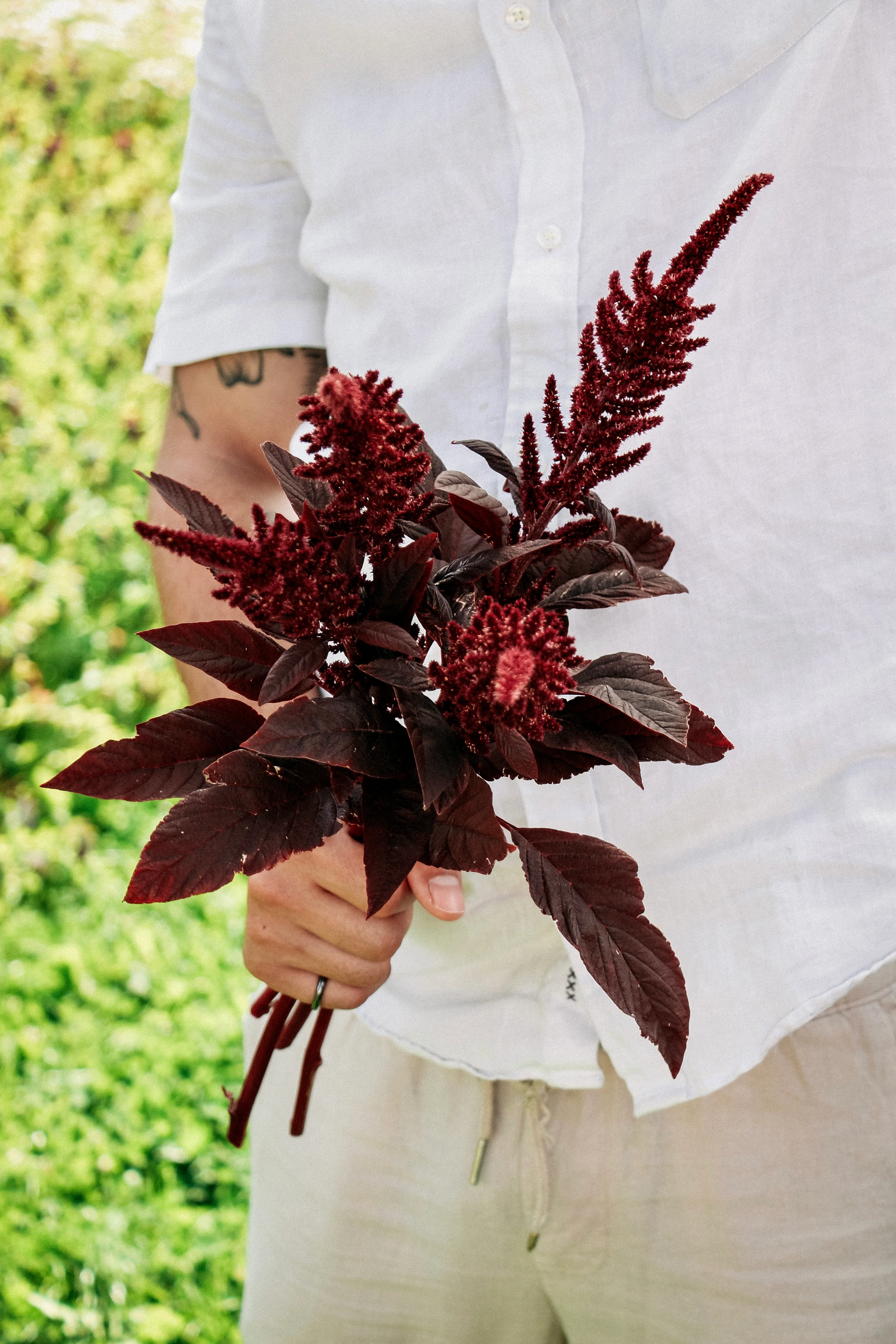 Amaranthus cruentus 'velvet curtains'