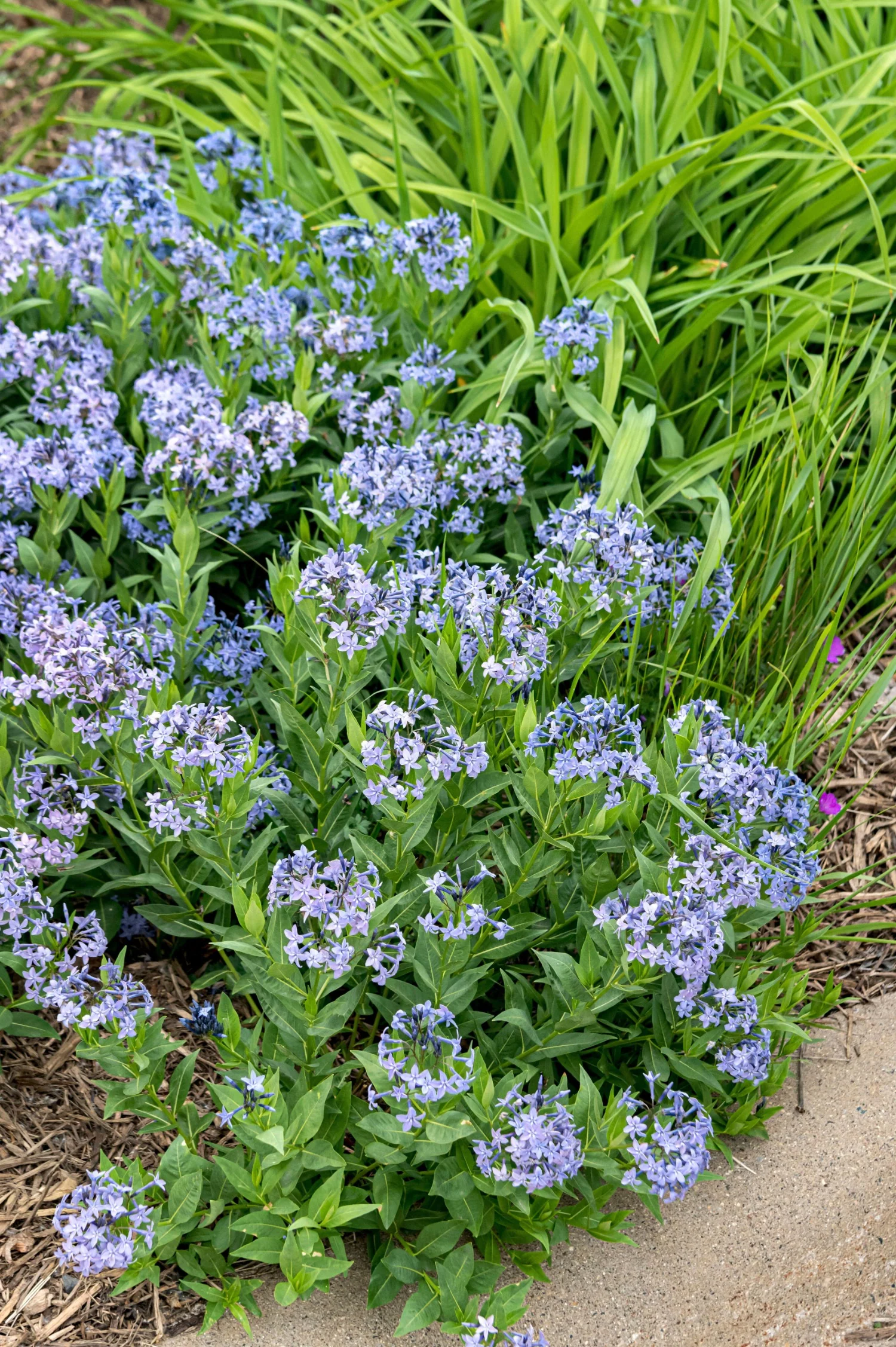 Amsonia 'Blue Ice'