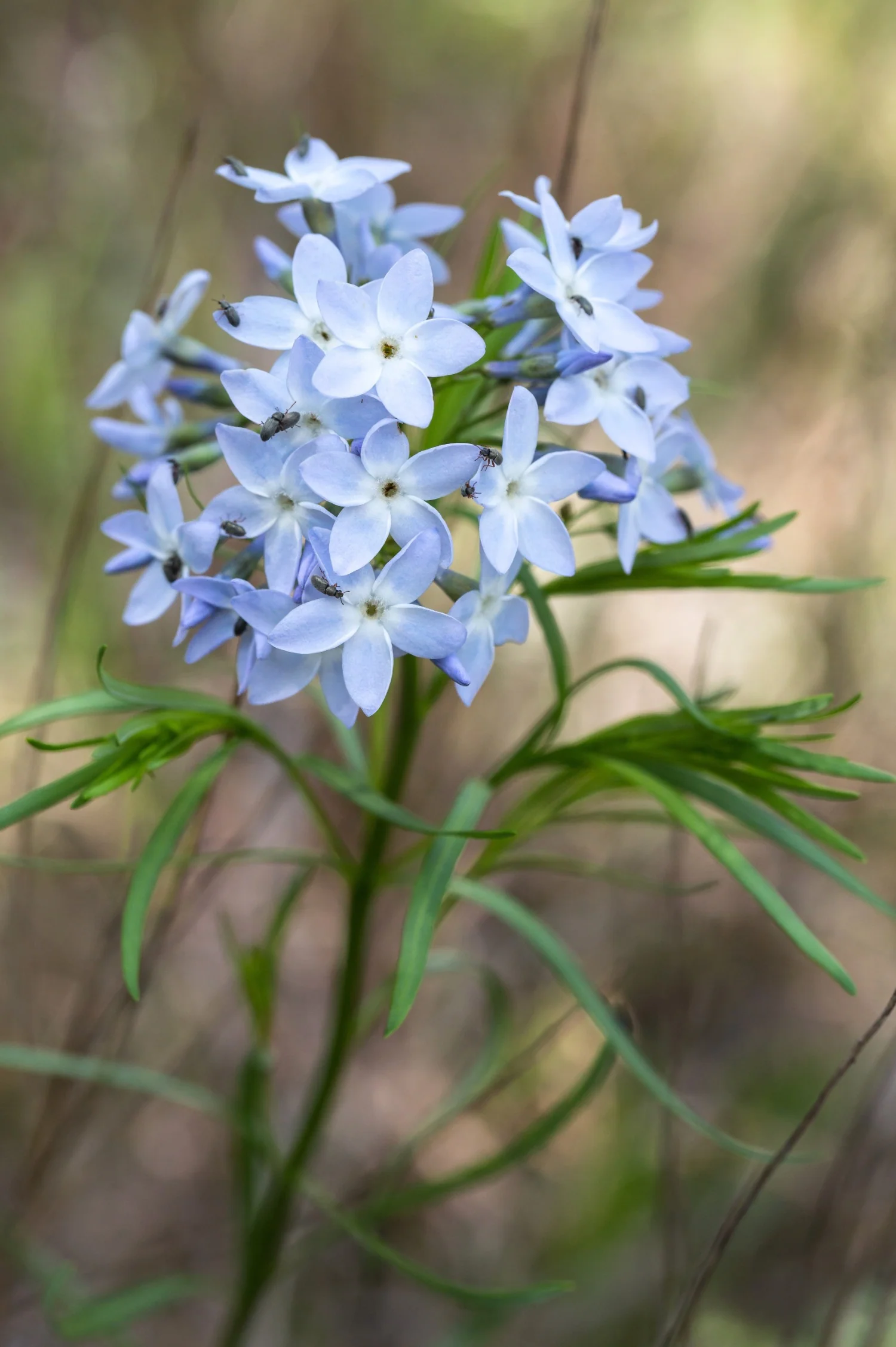 Amsonia ciliata