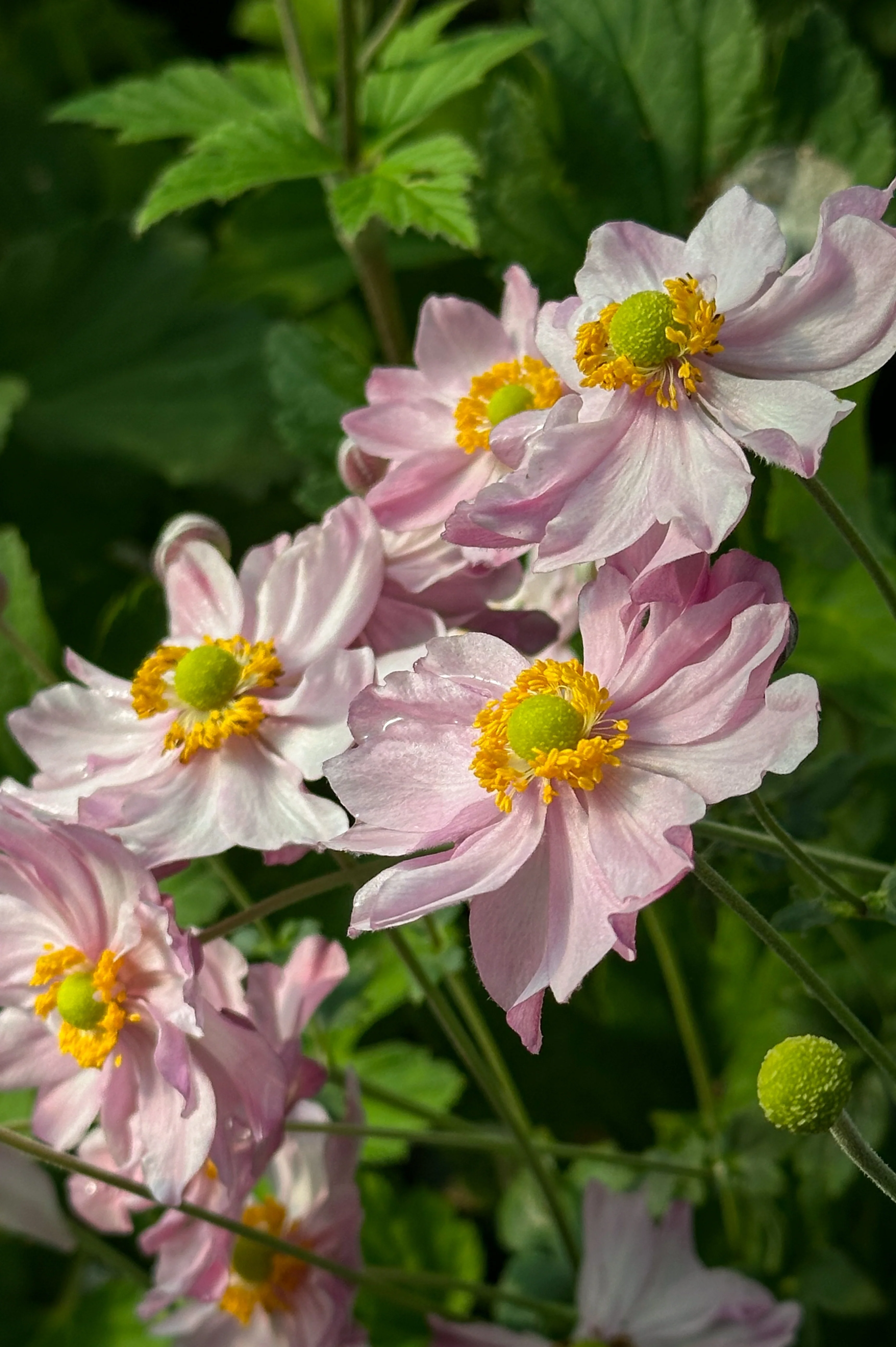 Anemone hupehensis 'Pocahontas'