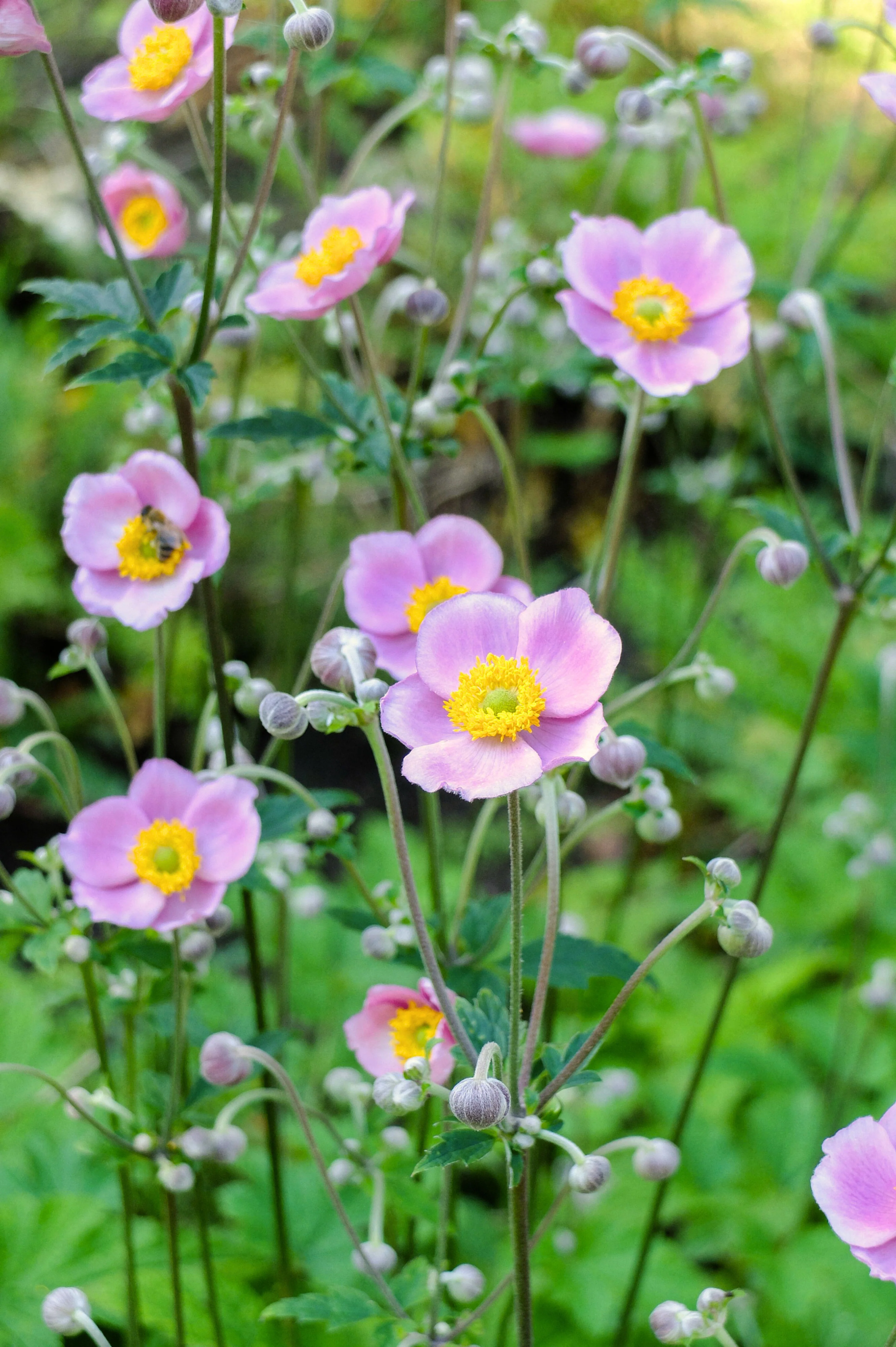 Anemone hupehensis 'September Charm'