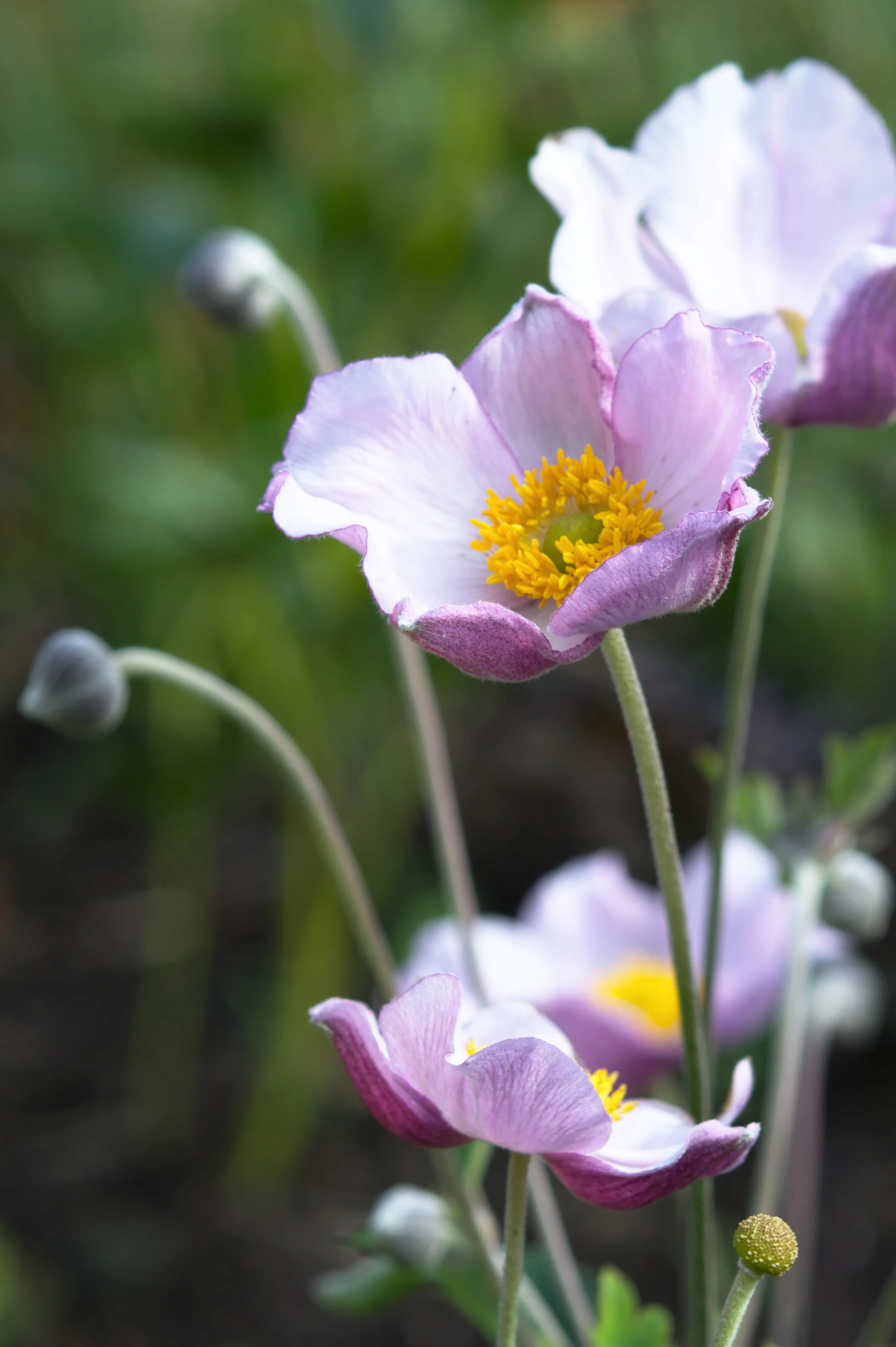Anemone hybrida 'Cloudy Abundance'