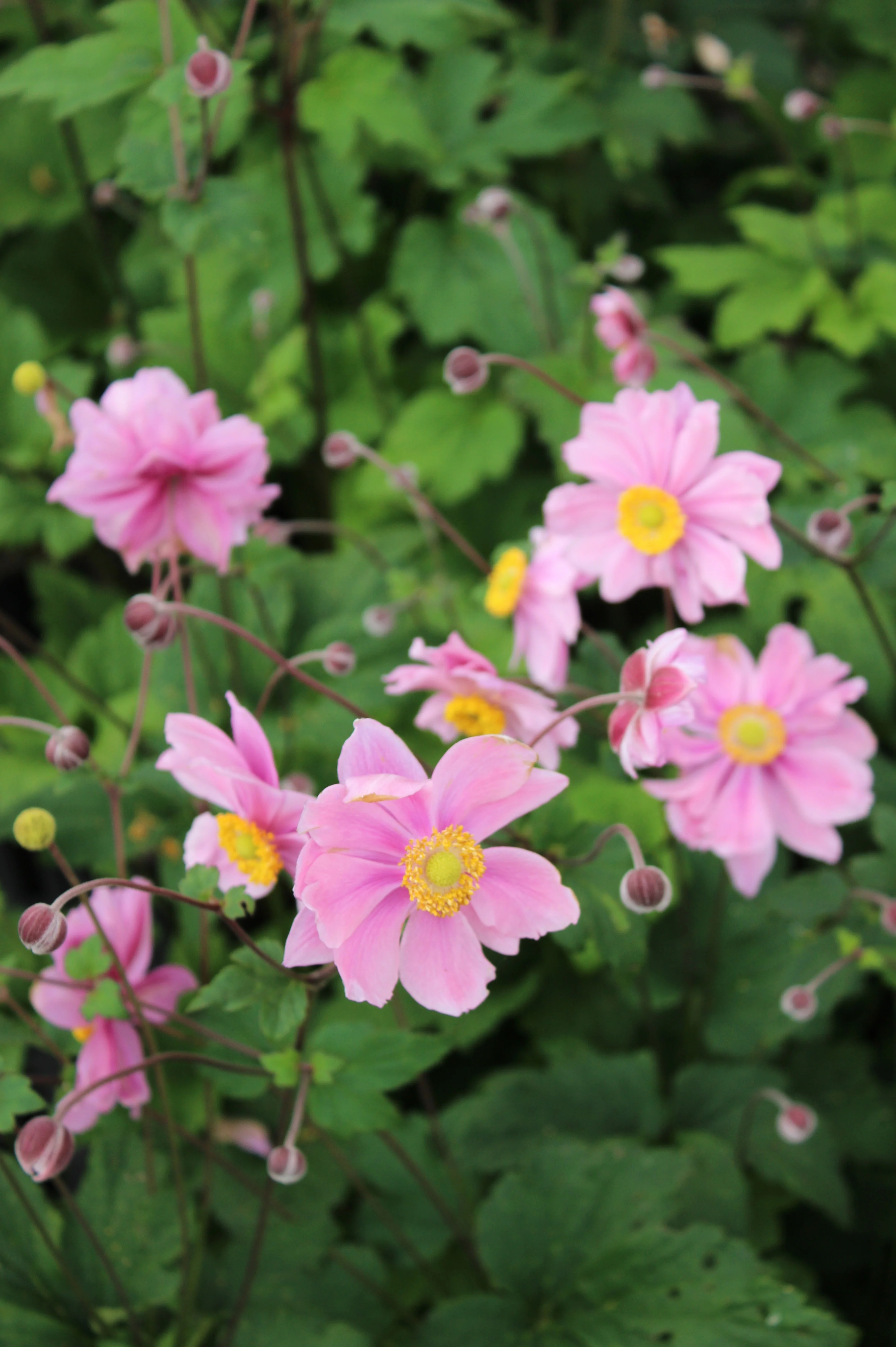 Anemone hybrida 'Serenade'