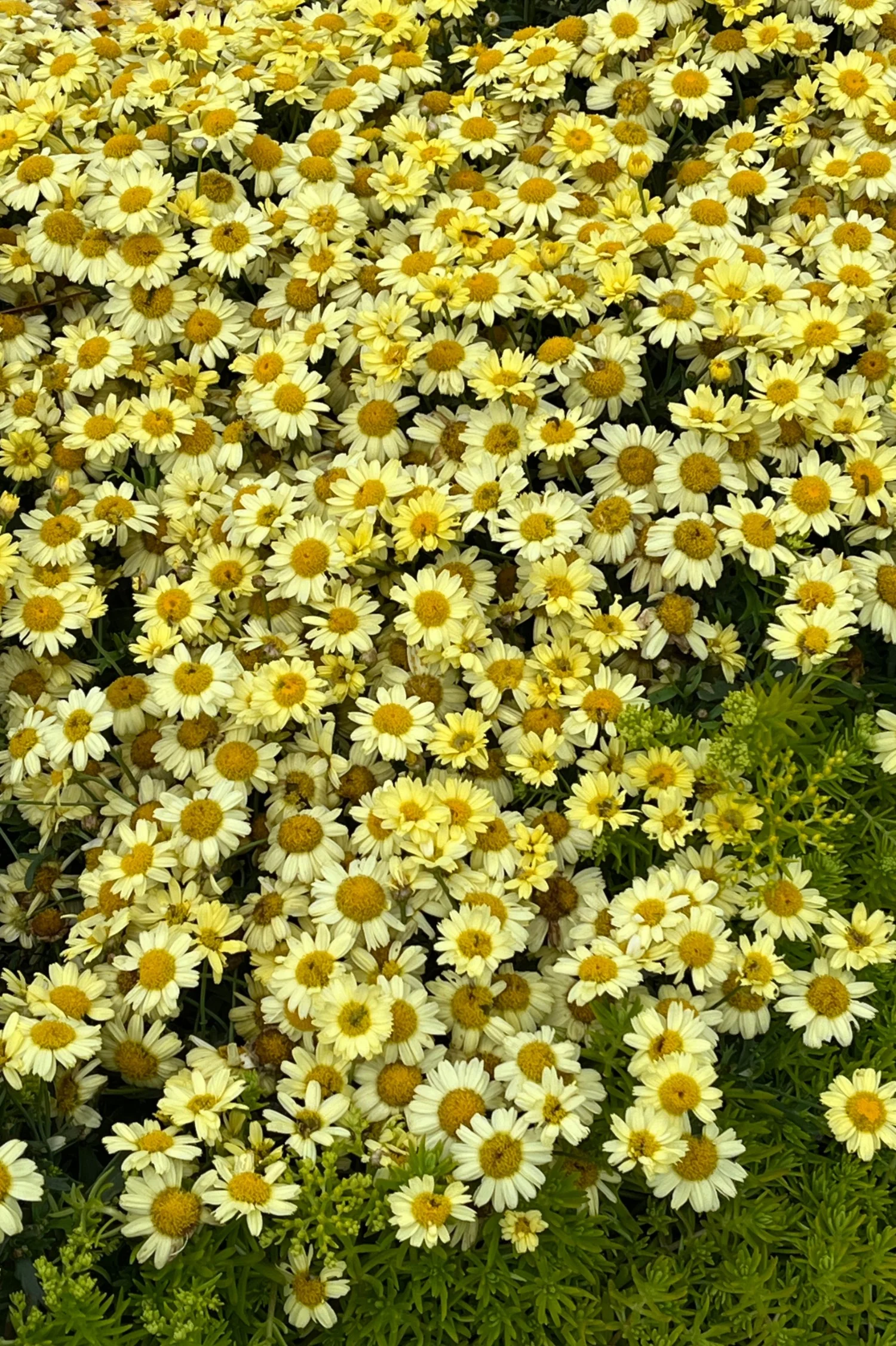 Anthemis hybrida 'E.C.Buxton'