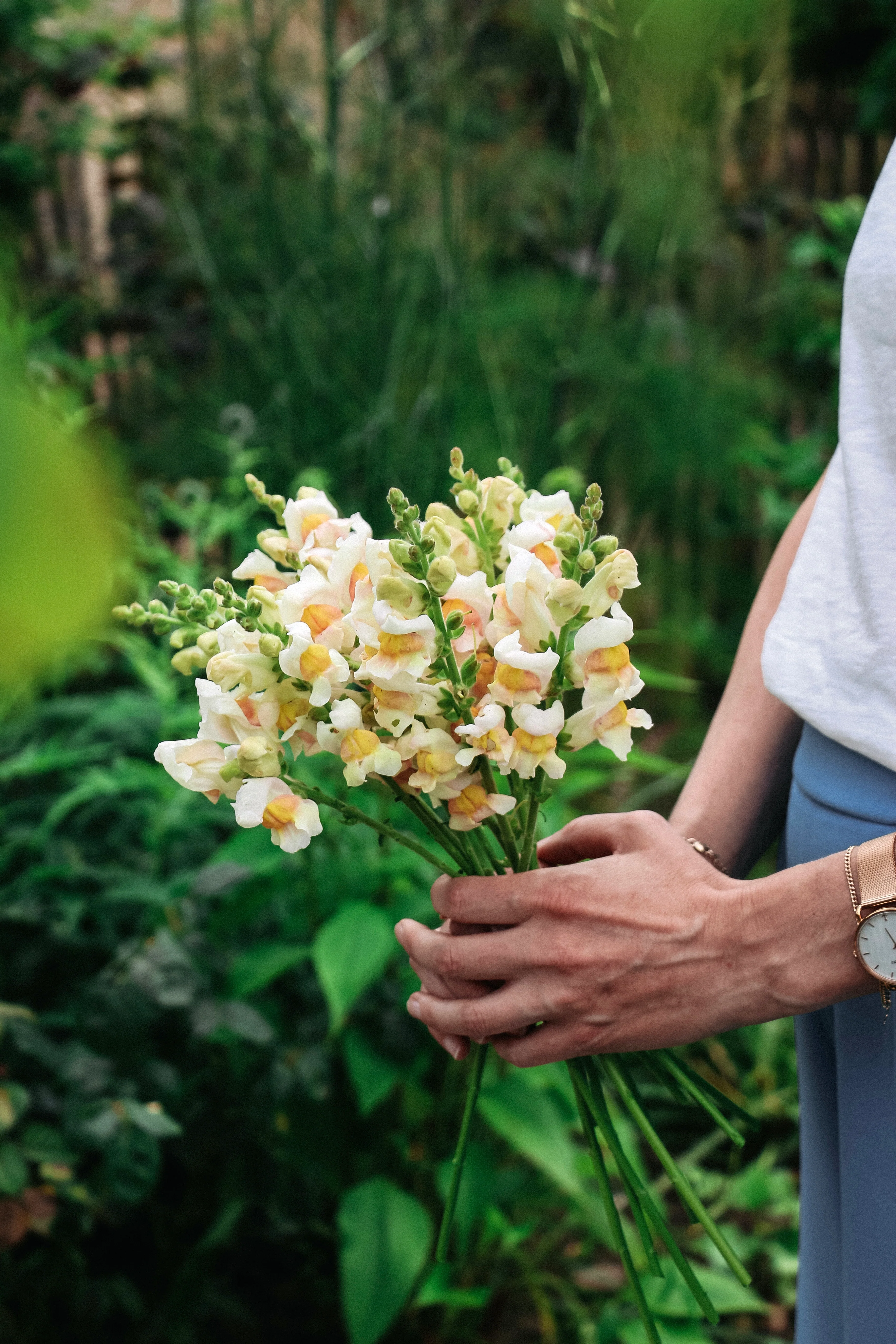 Antirrhinum majus 'Avignon Apricot' - Image 3