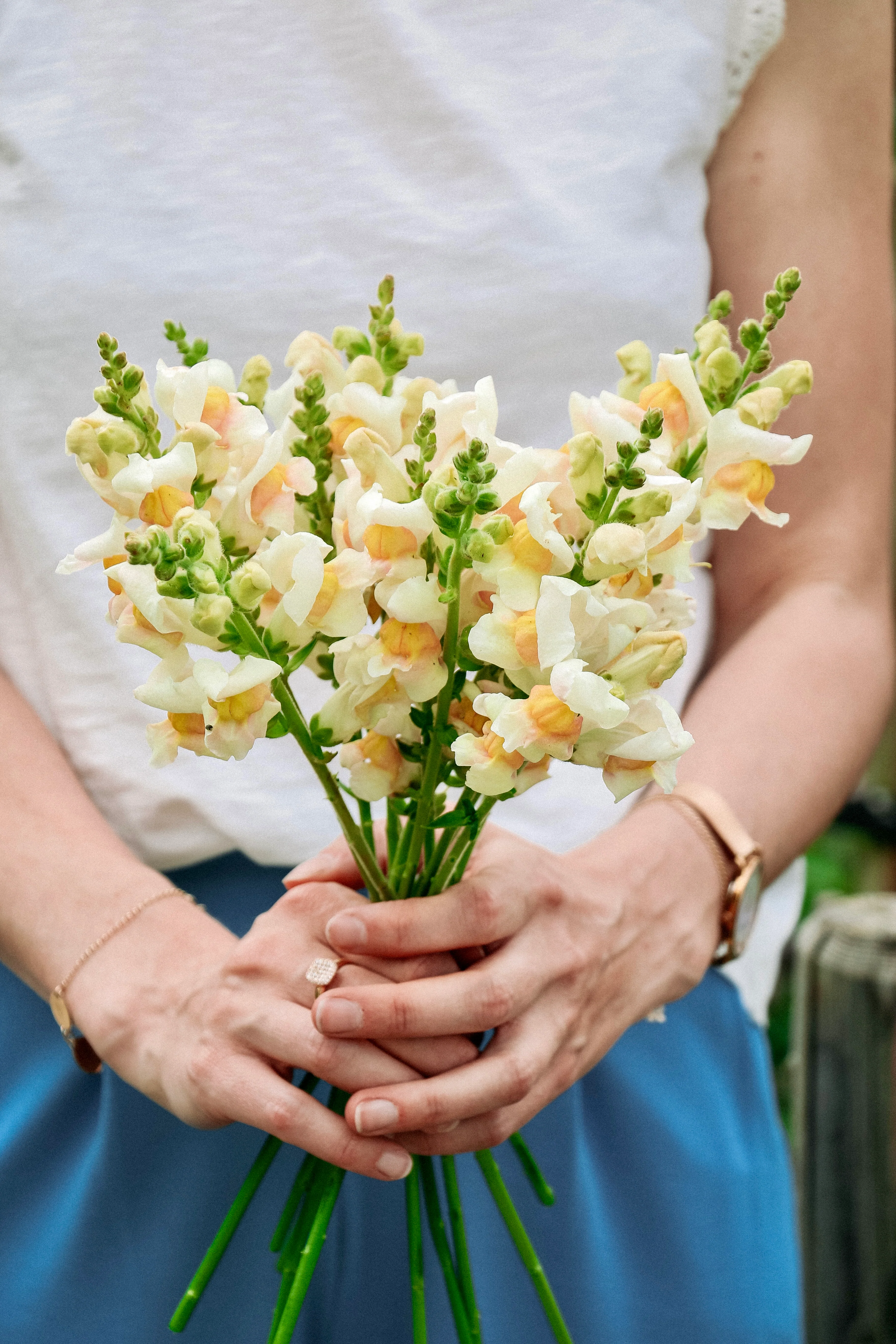 Antirrhinum majus 'Avignon Apricot' - Image 4