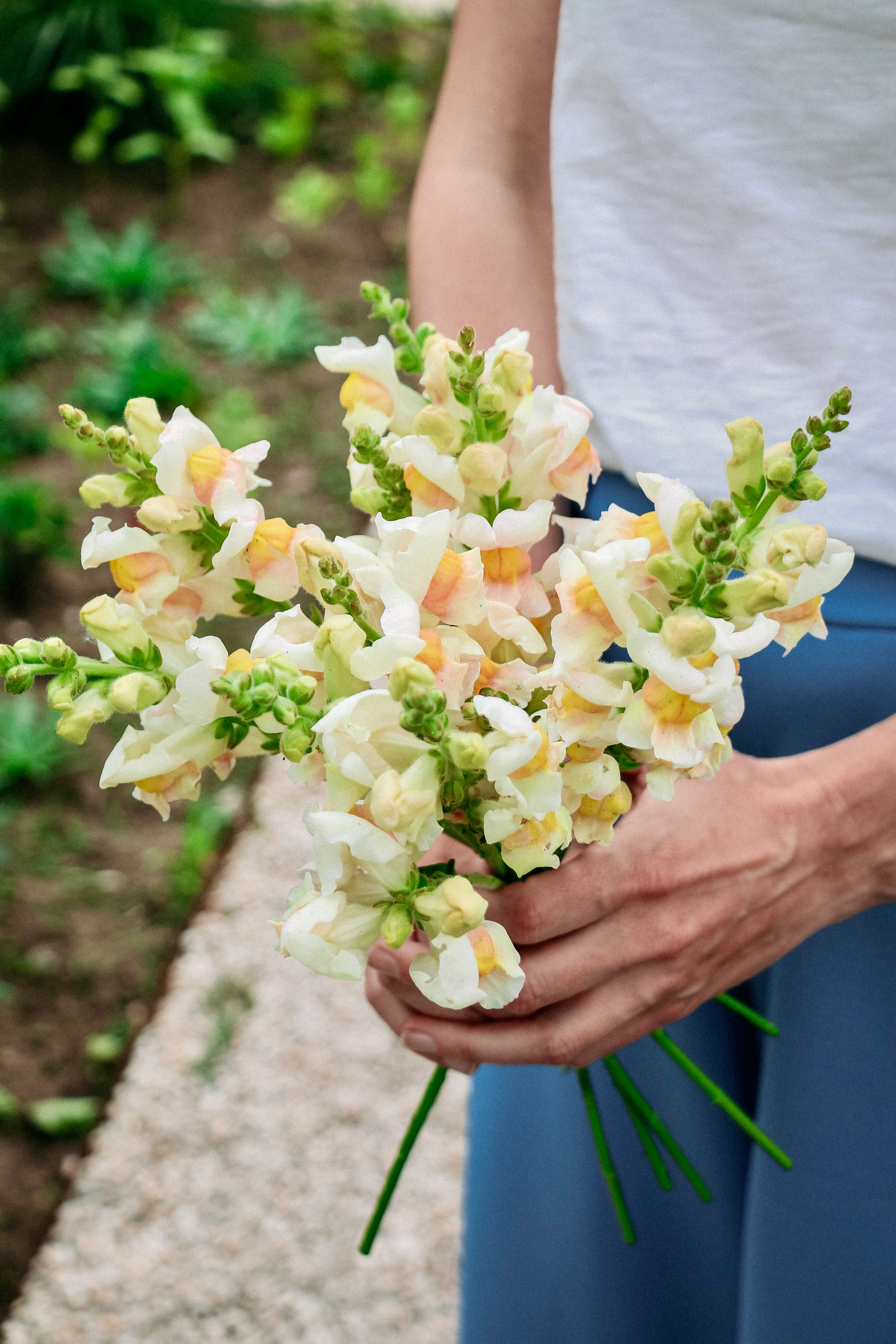 Antirrhinum majus 'Avignon Apricot' - Image 5