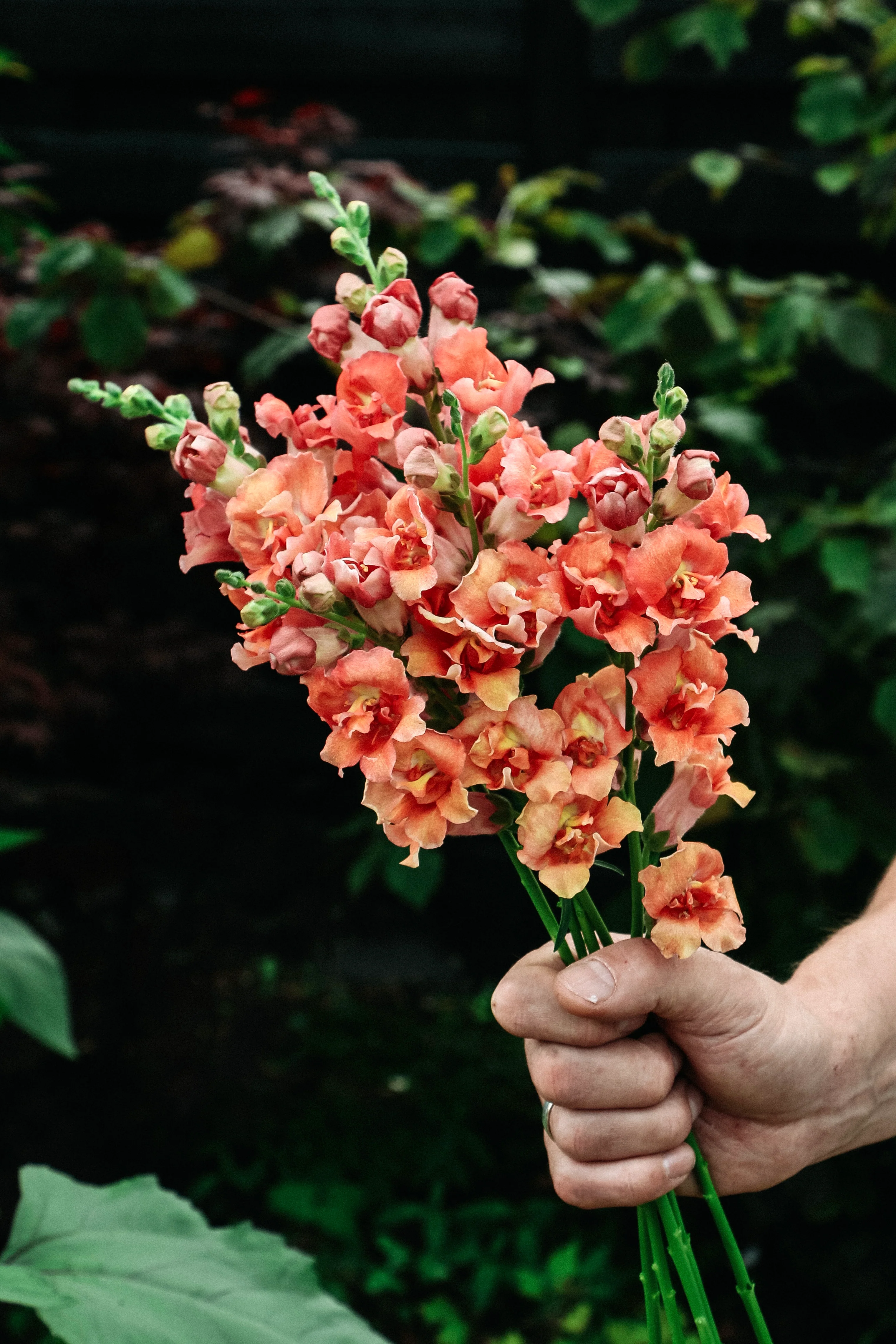 Antirrhinum majus 'Madame Butterfly Bronze'