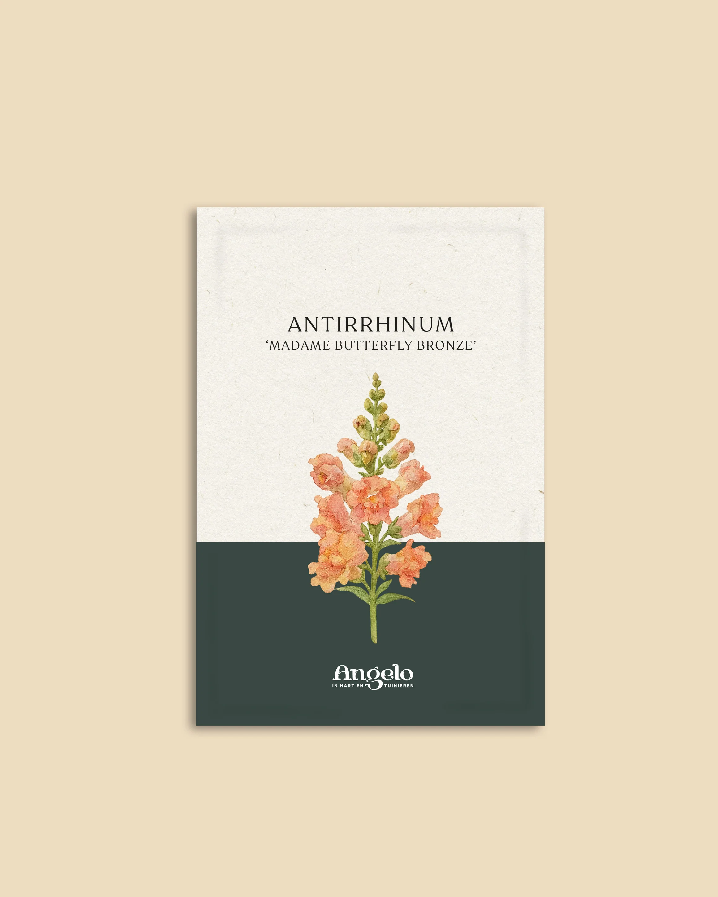 Antirrhinum majus 'Madame Butterfly Bronze' - Image 2