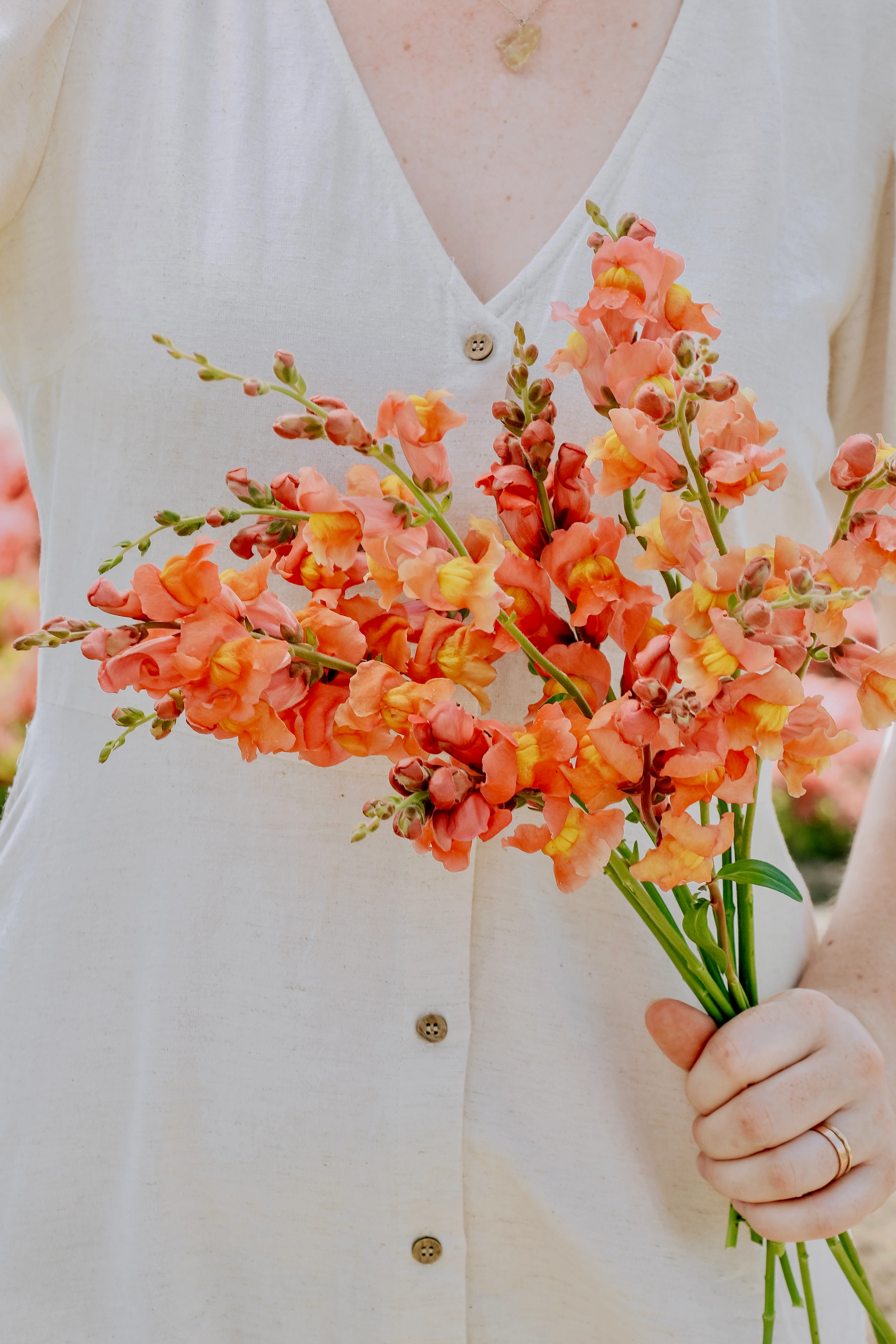 Antirrhinum majus 'Potomac Orange'