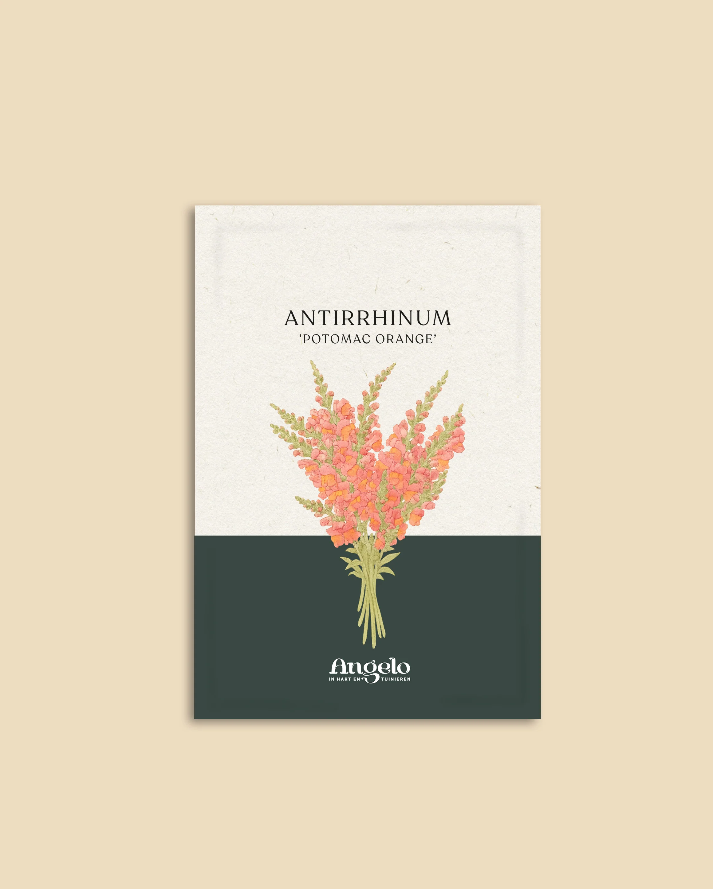 Antirrhinum majus 'Potomac Orange' - Image 2