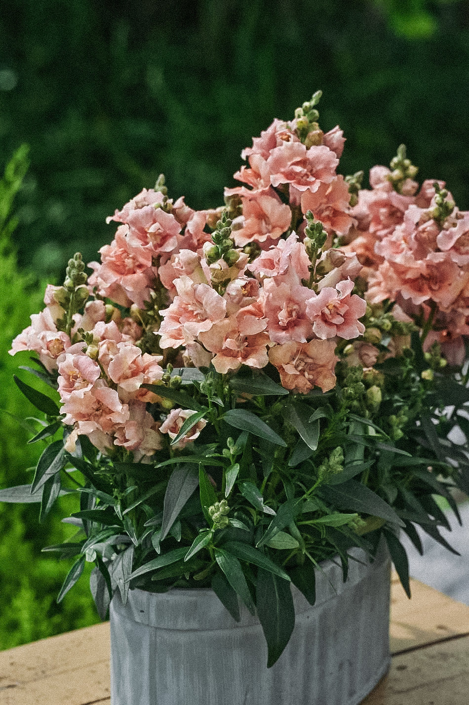 Antirrhinum majus 'Twinny Peach' - Image 3