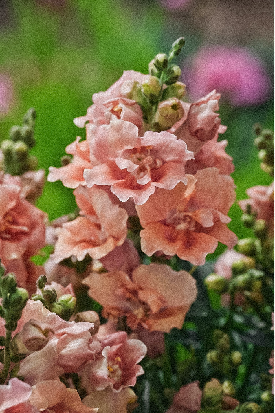 Antirrhinum majus 'Twinny Peach' - Image 4