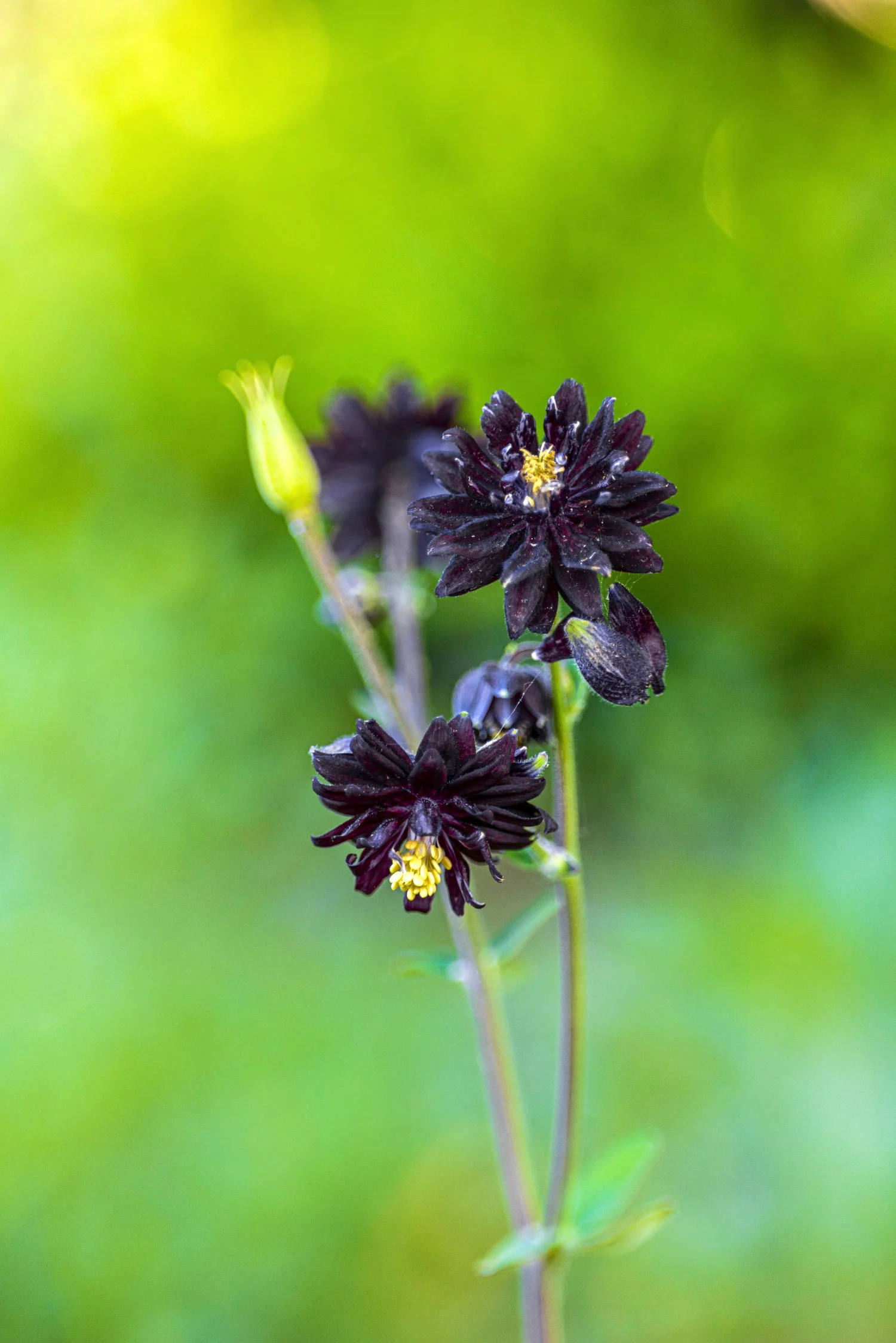 Aquilegia vulgaris 'Black Barlow'