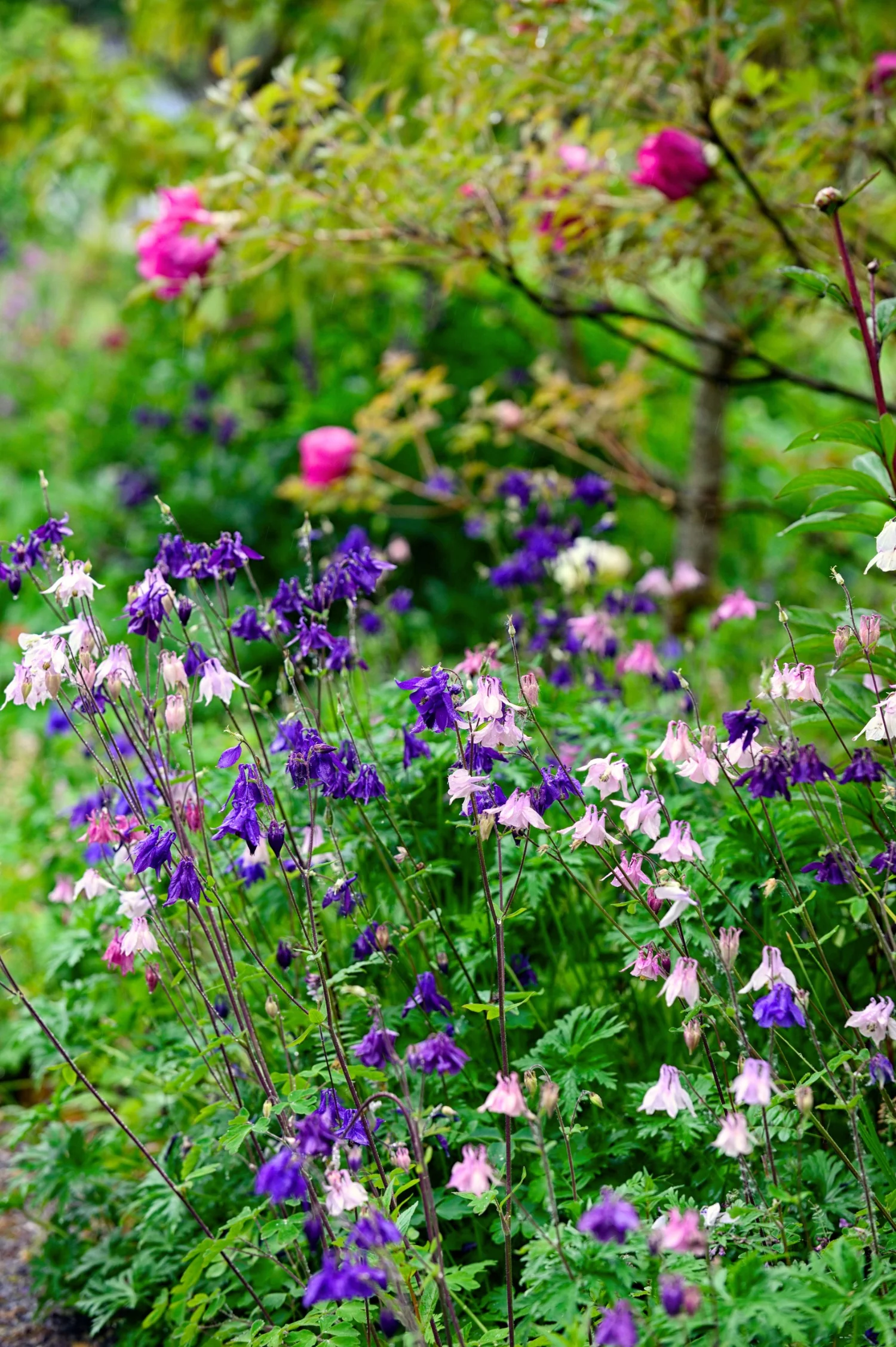 Aquilegia vulgaris 'Grandmother's Garden'