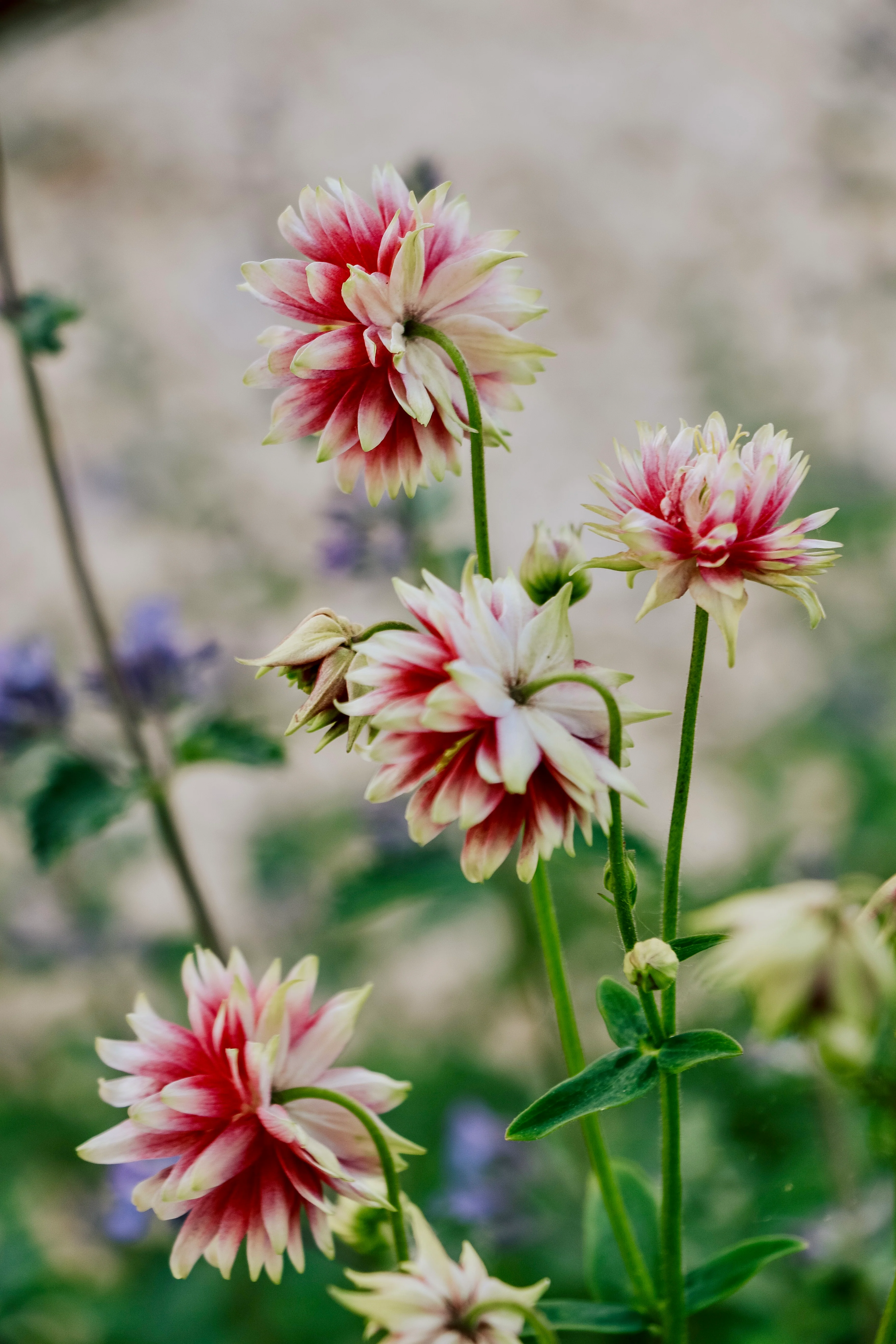 Aquilegia vulgaris 'Nora Barlow' - Image 3