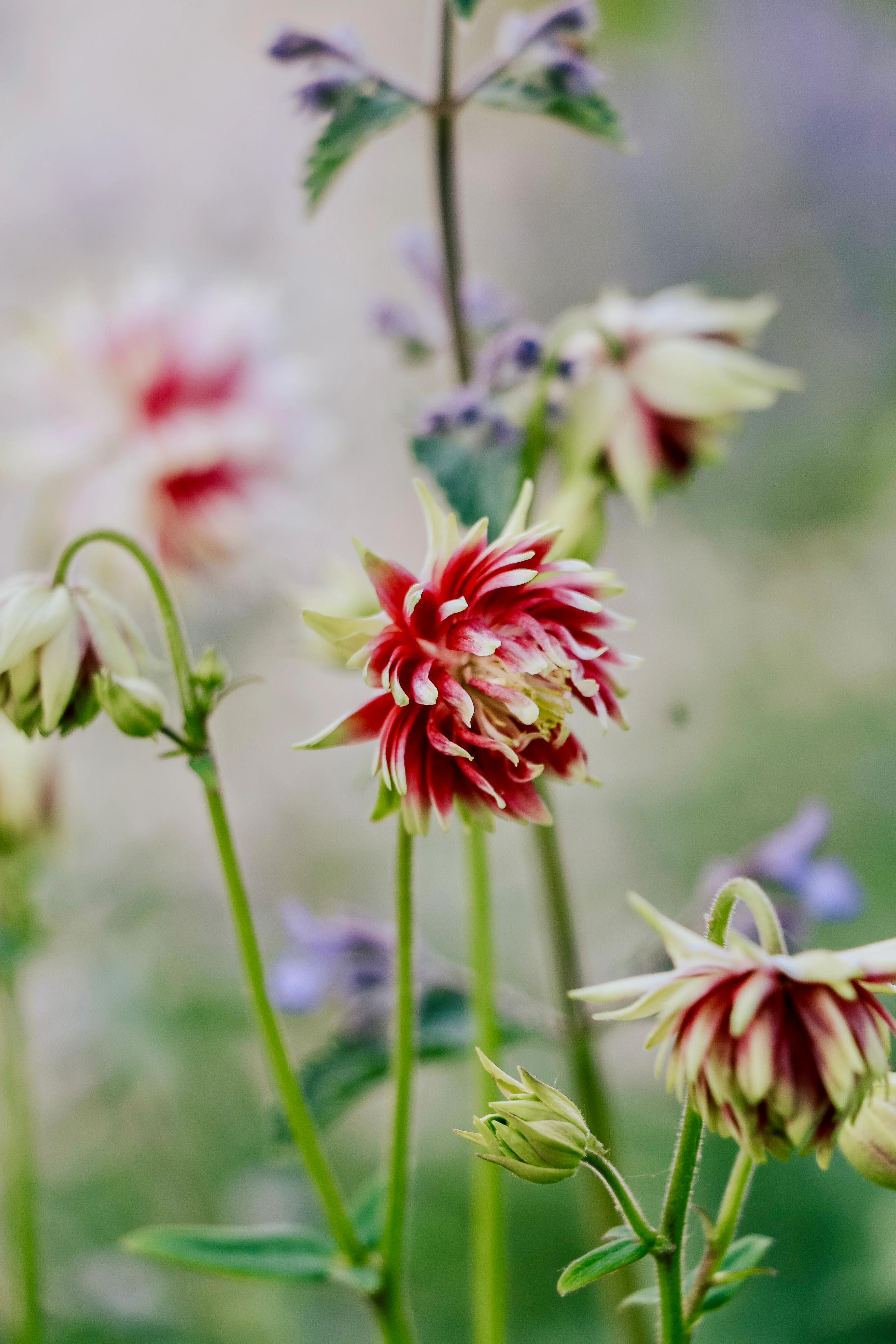Aquilegia vulgaris 'Nora Barlow' - Image 4