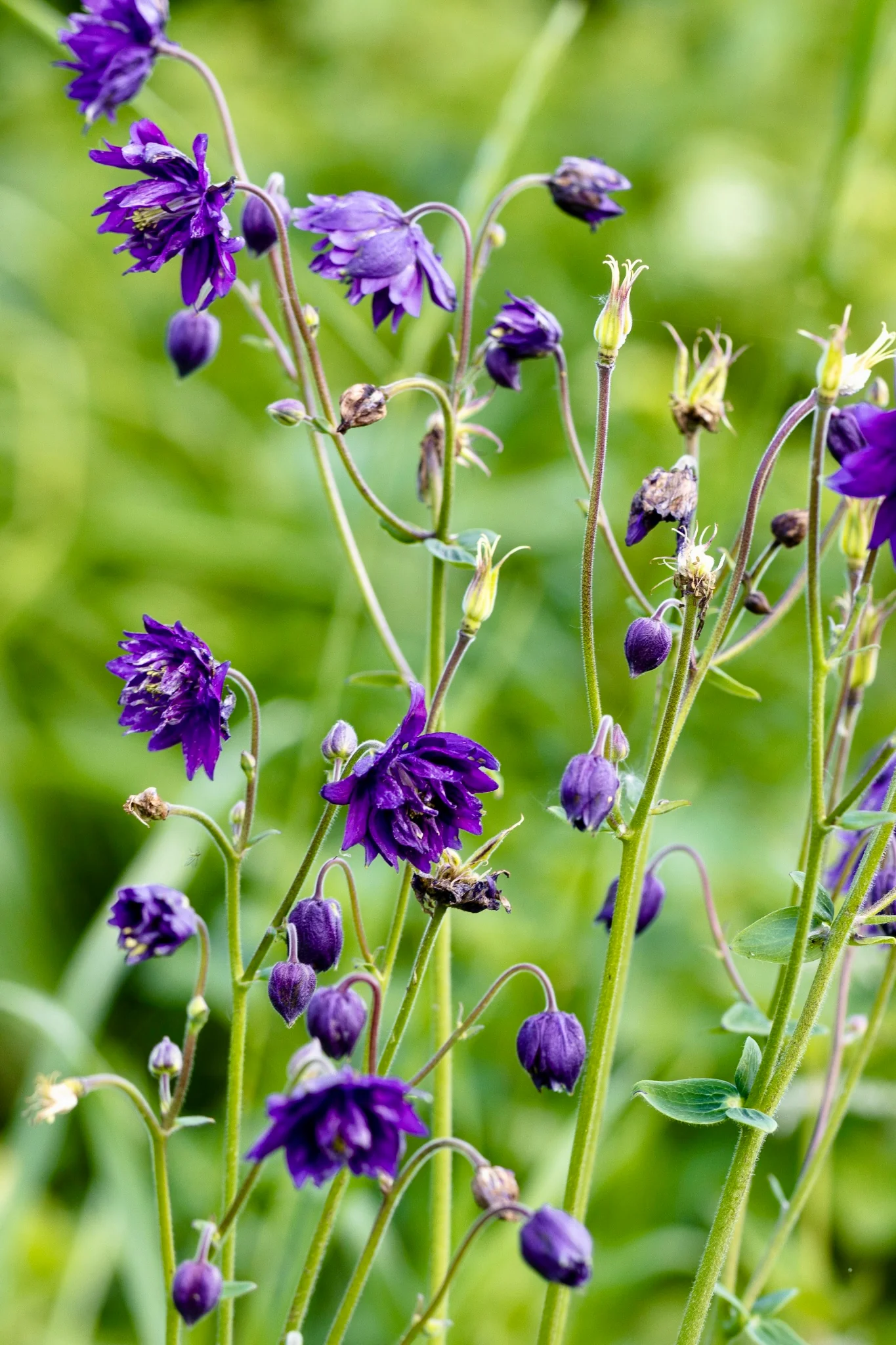 Aquilegia vulgaris 'purple barlow'