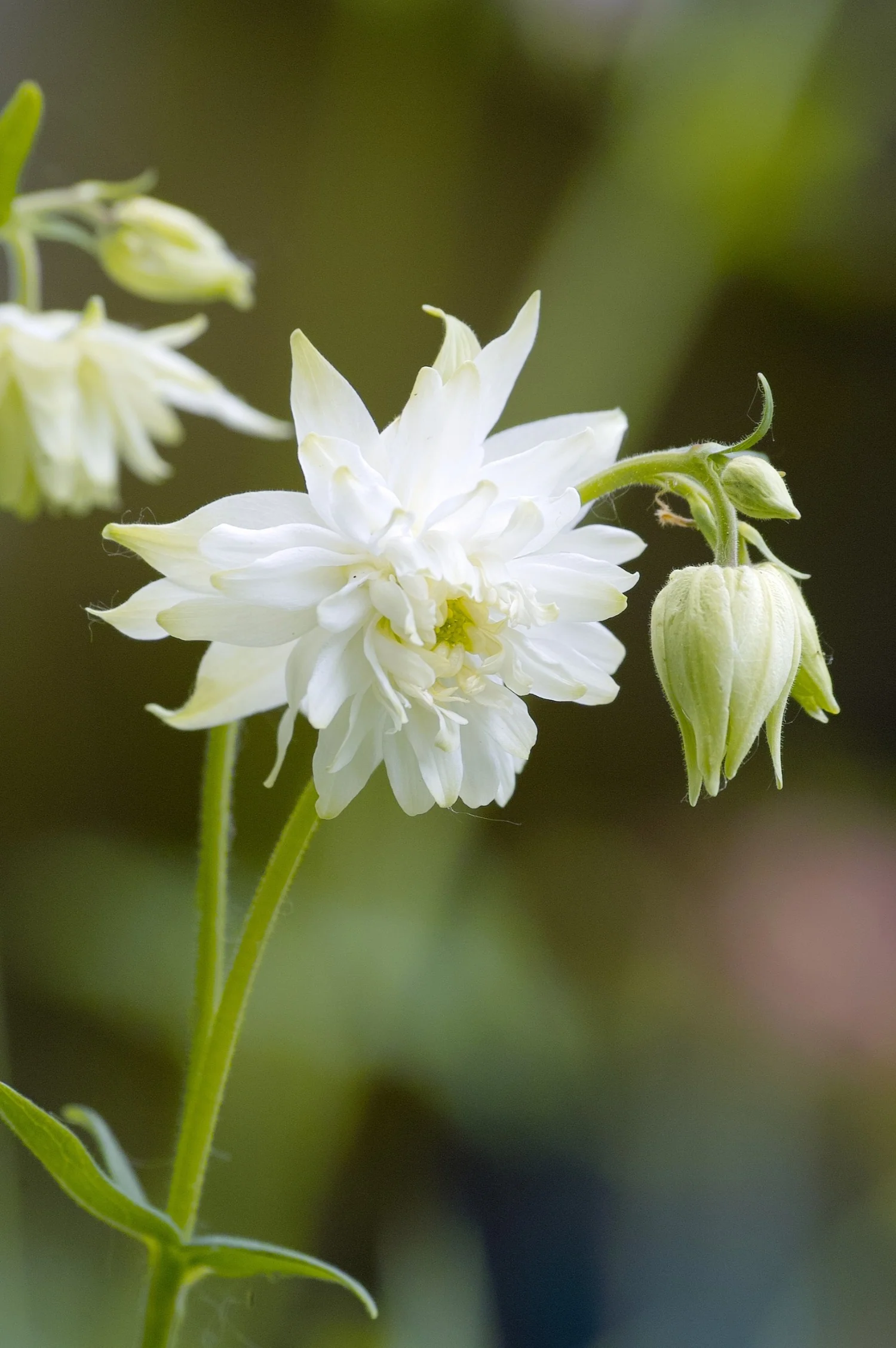 Aquilegia vulgaris 'White Barlow'