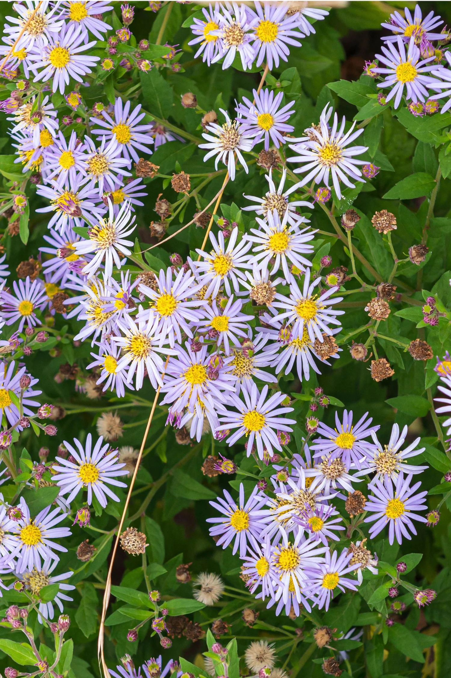 Aster ageratoides 'Asran'