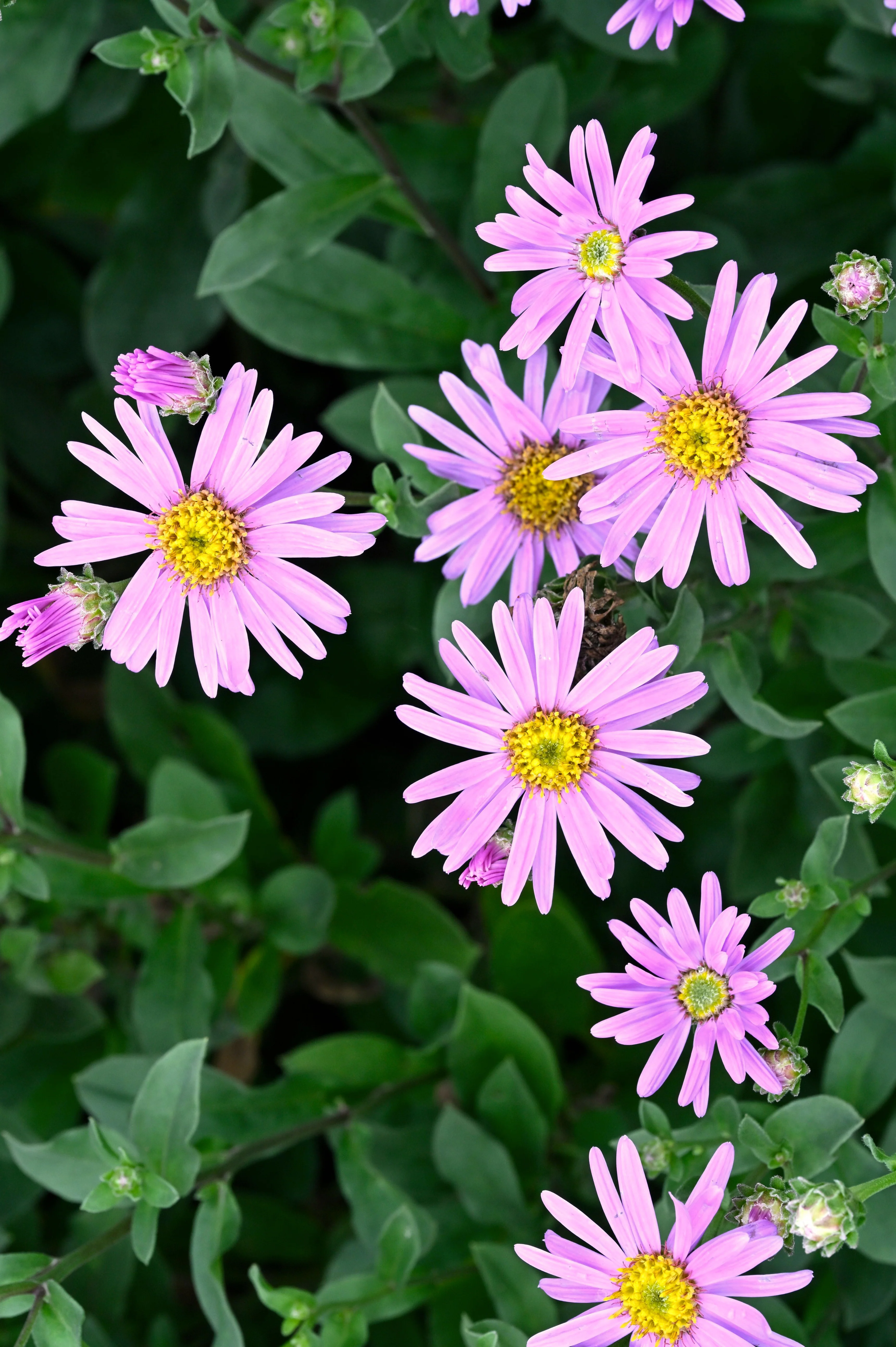 Aster amellus 'Rosa Erfüllung'