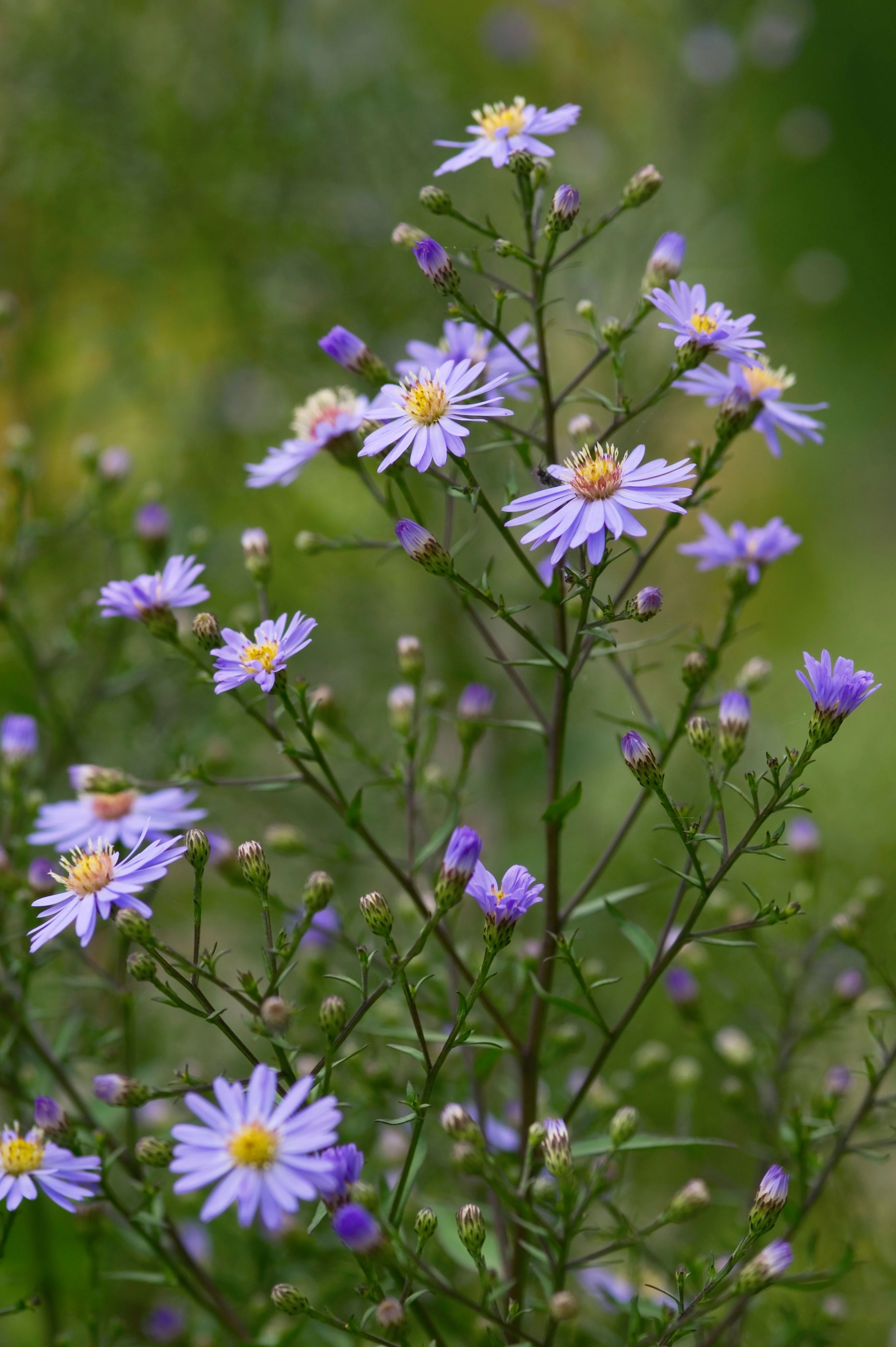Aster cordifolius 'Photograph'