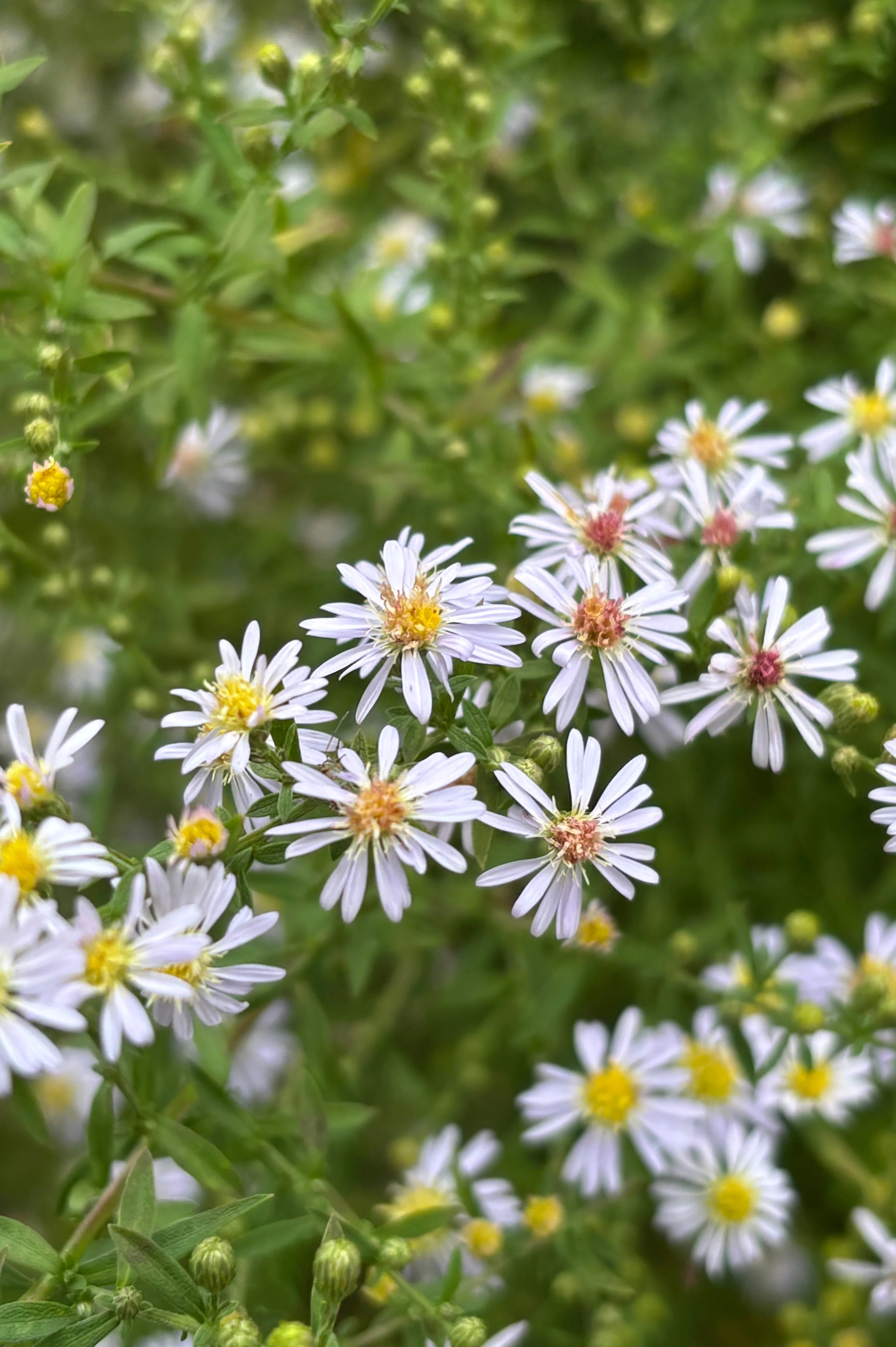 Aster ericoides 'Erlkonig'