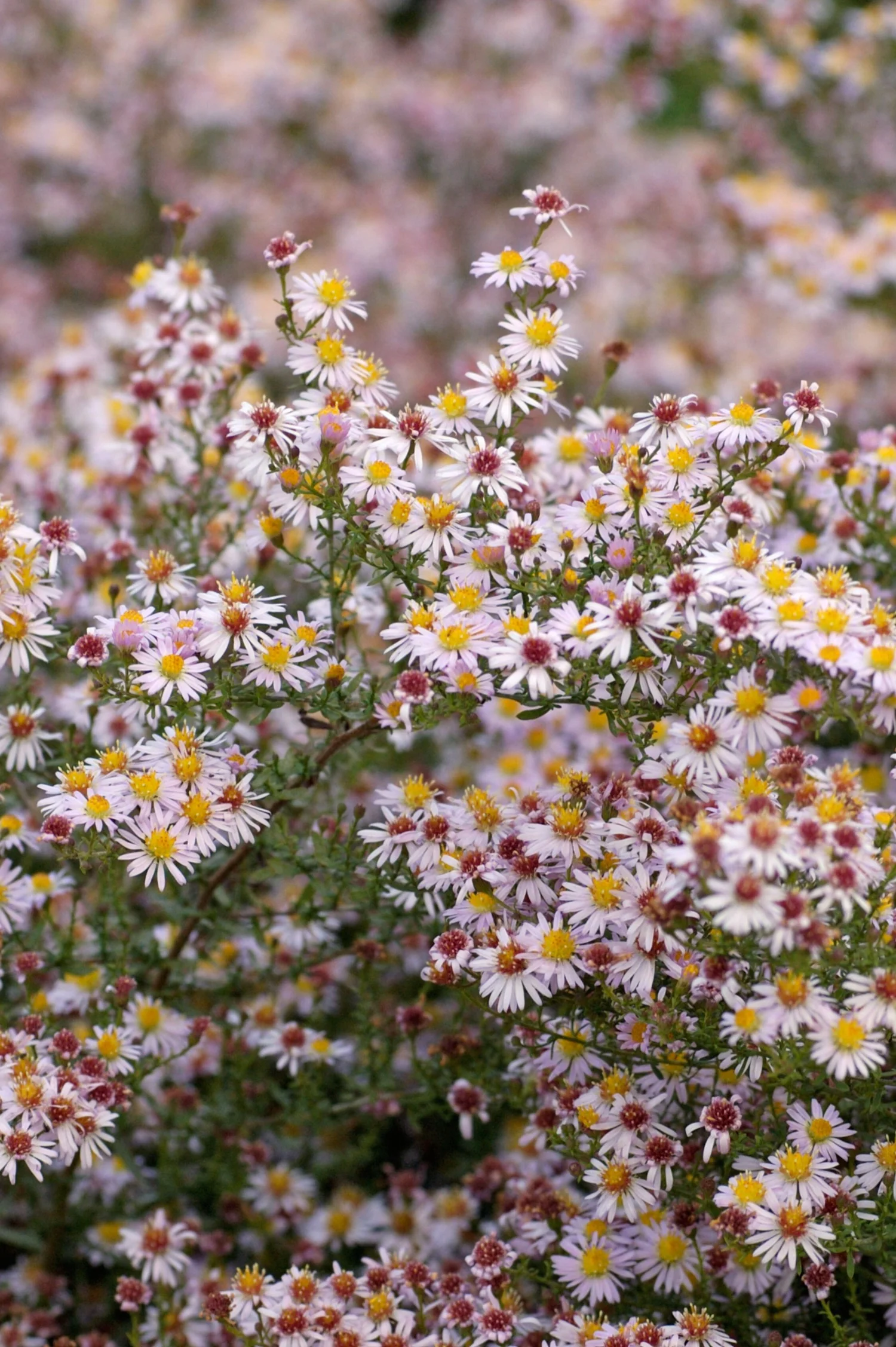 Aster ericoides 'Pink Cloud'
