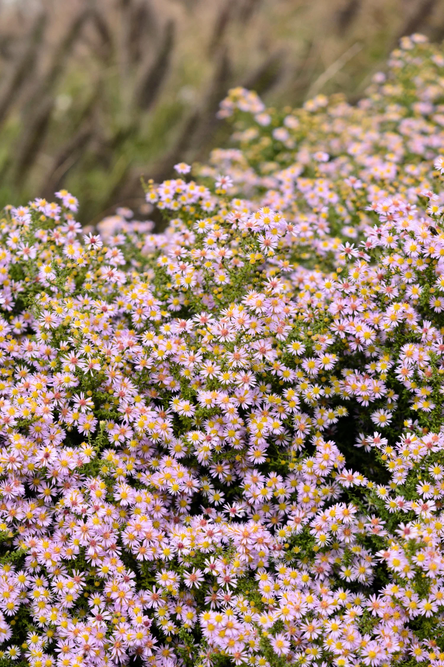 Aster 'Ice Cool Pink'